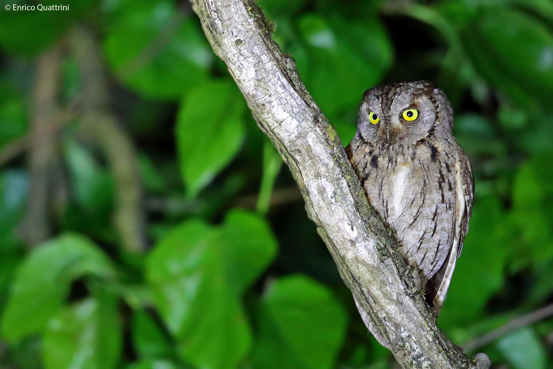 Scops owl