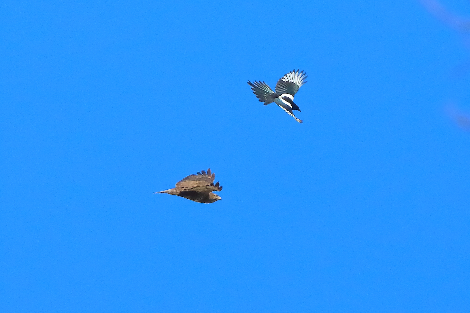 Duetto 05 marzo 2025 - 0024