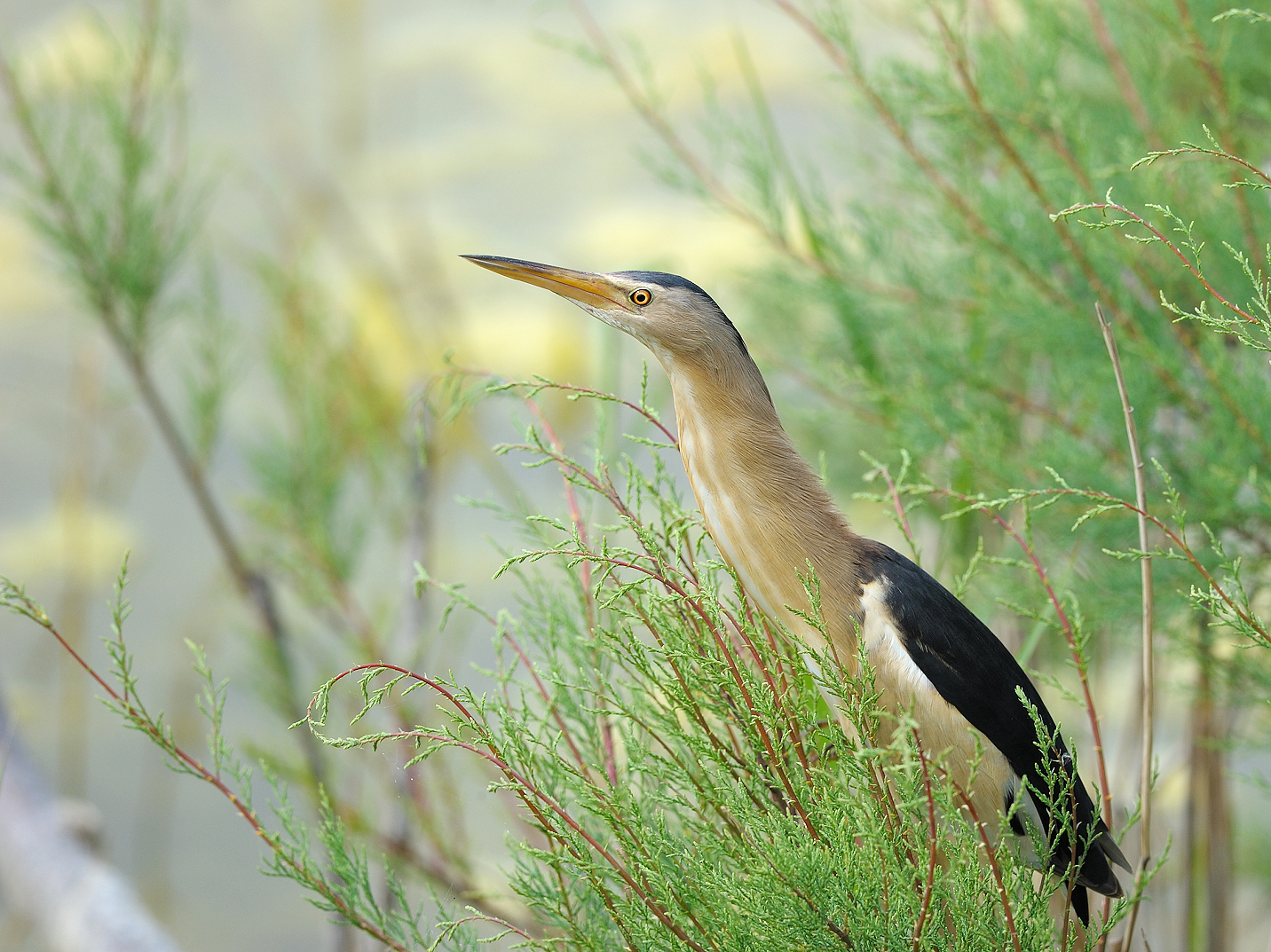 Little bittern