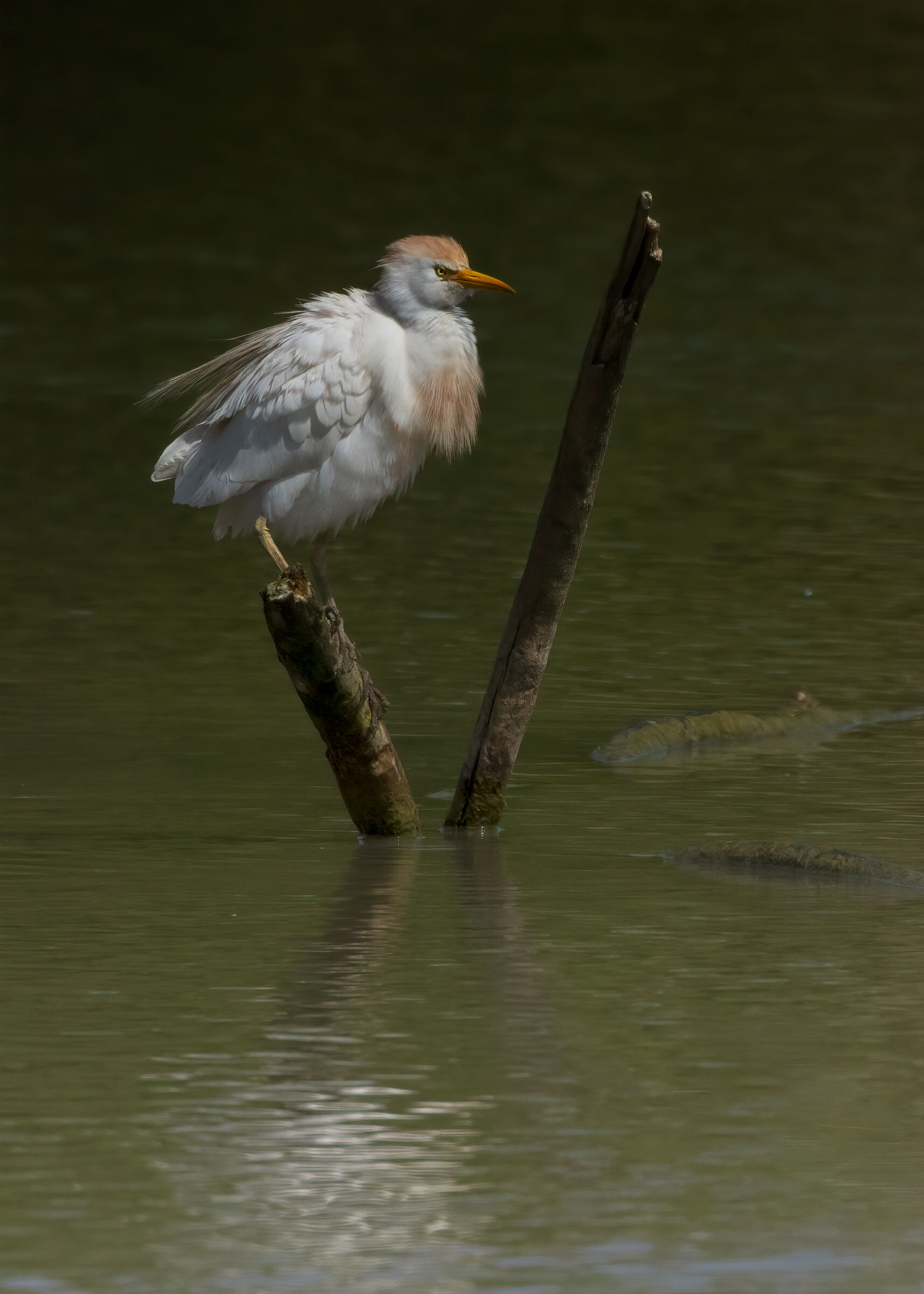 Cattle egret