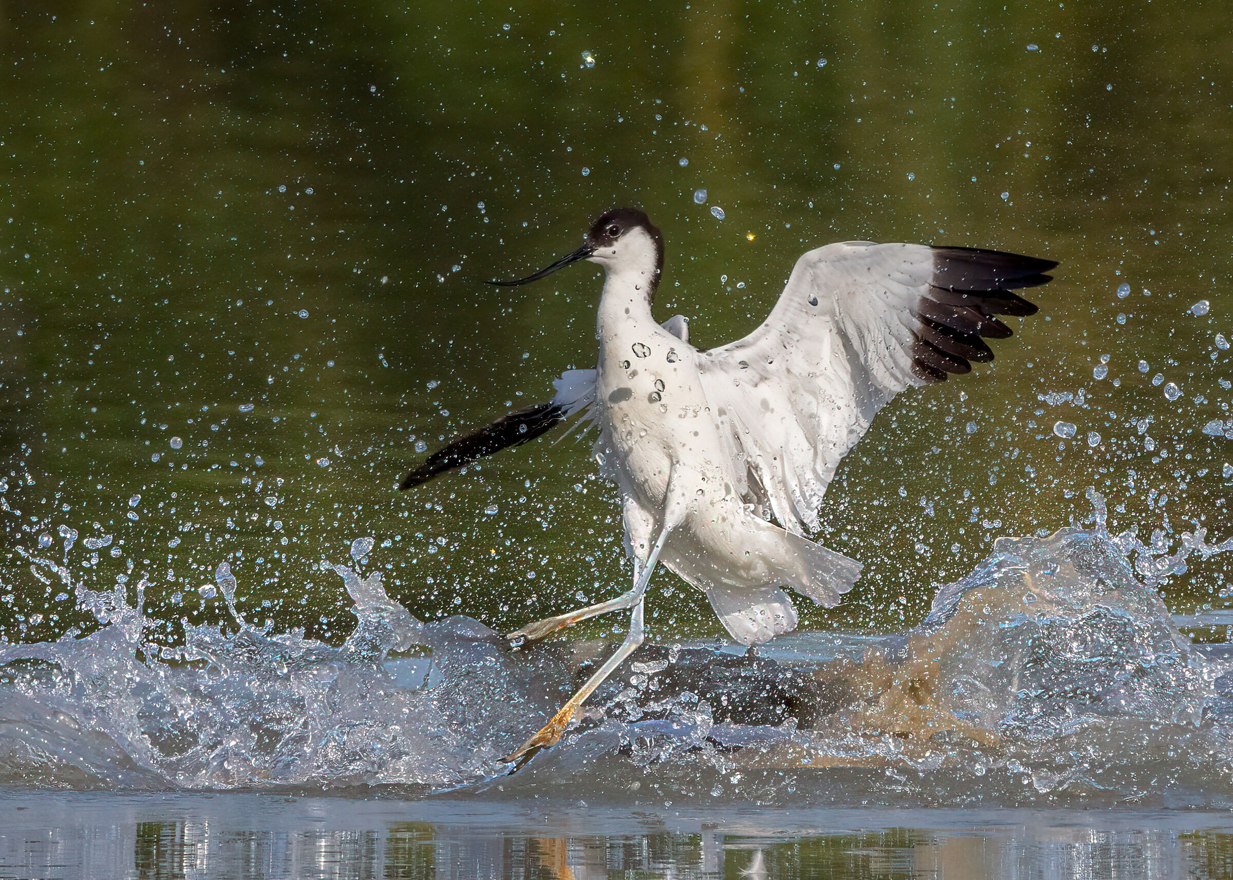 Avocet between the splashes