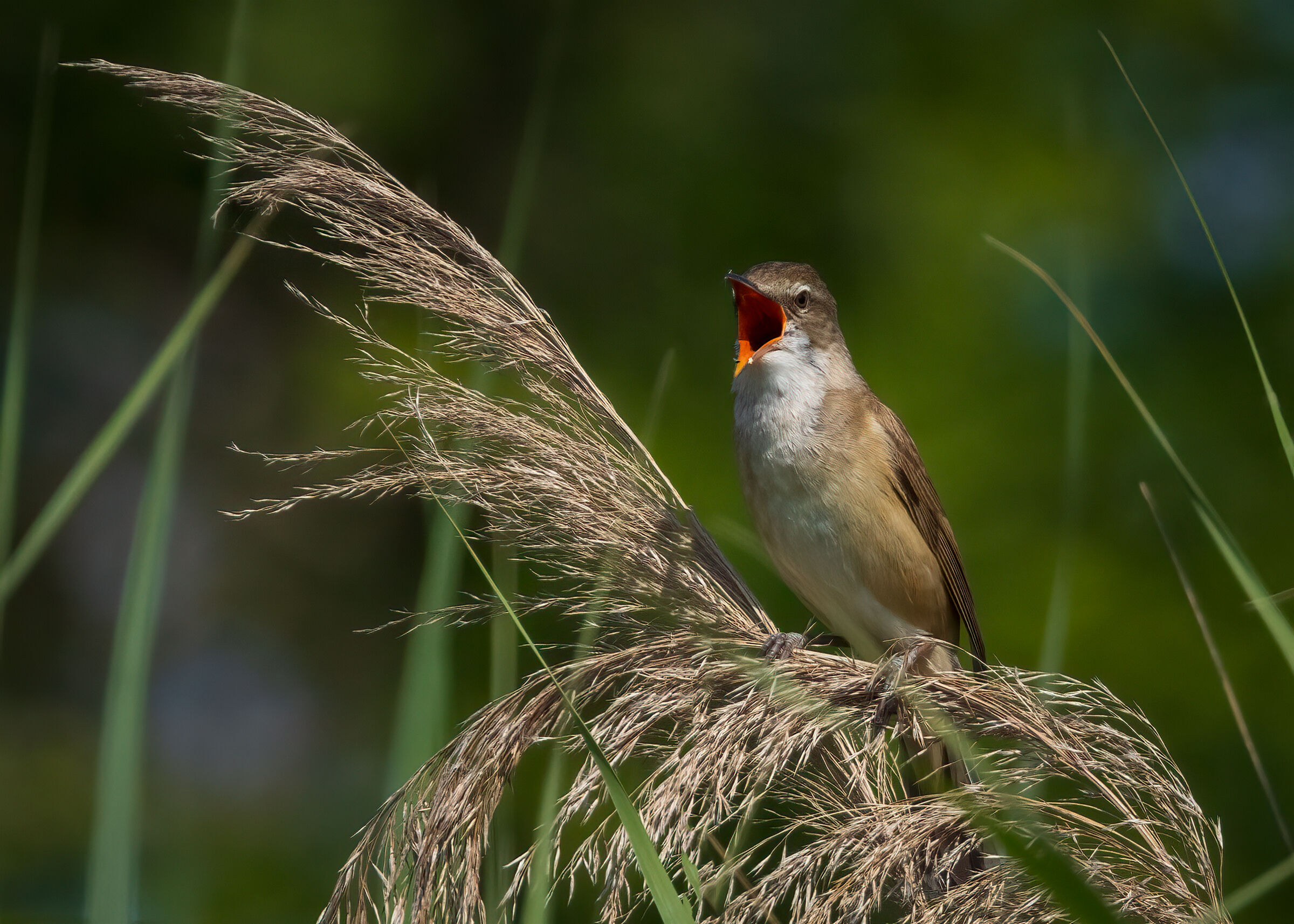 Cannareccione in canto