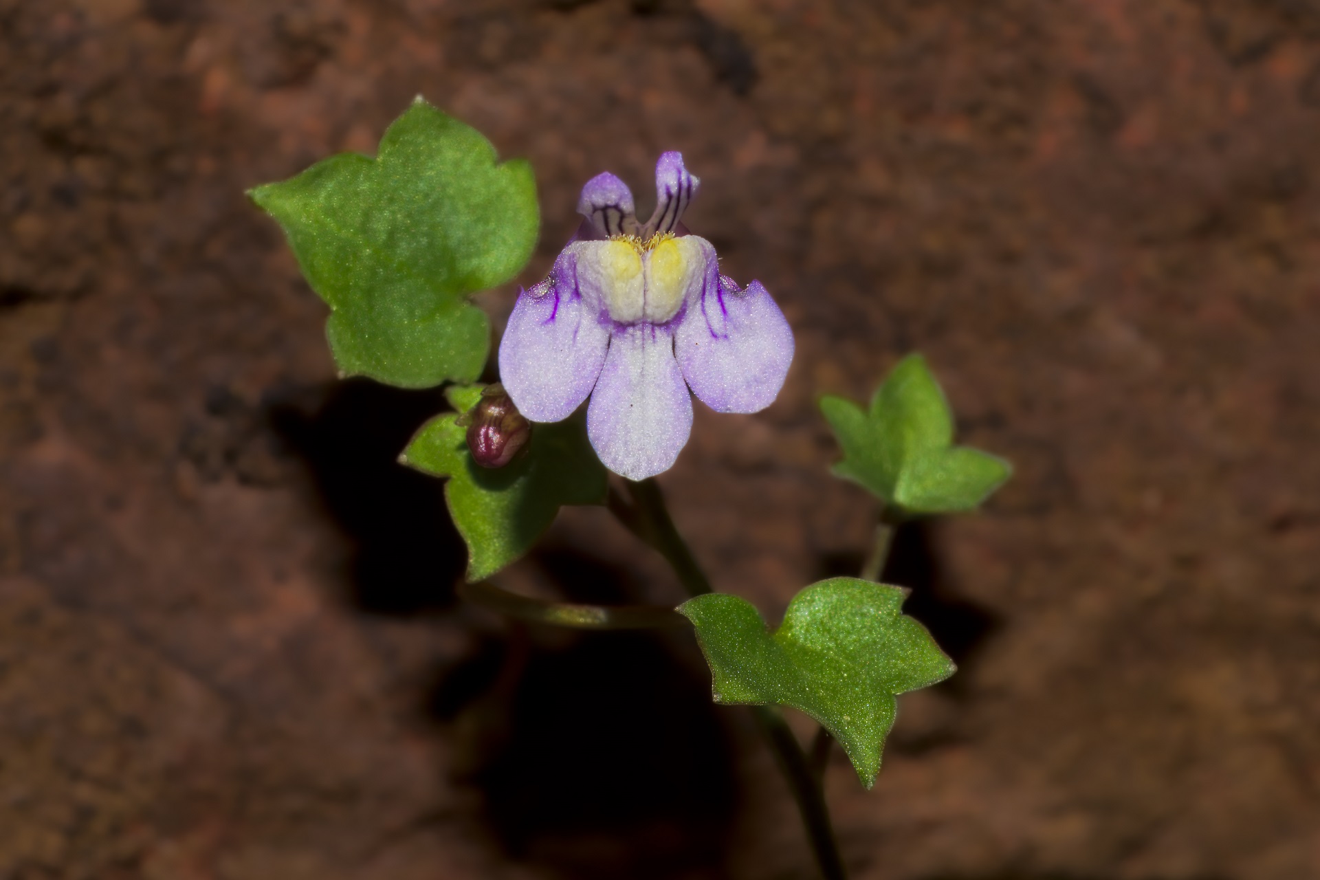 So small and fragile