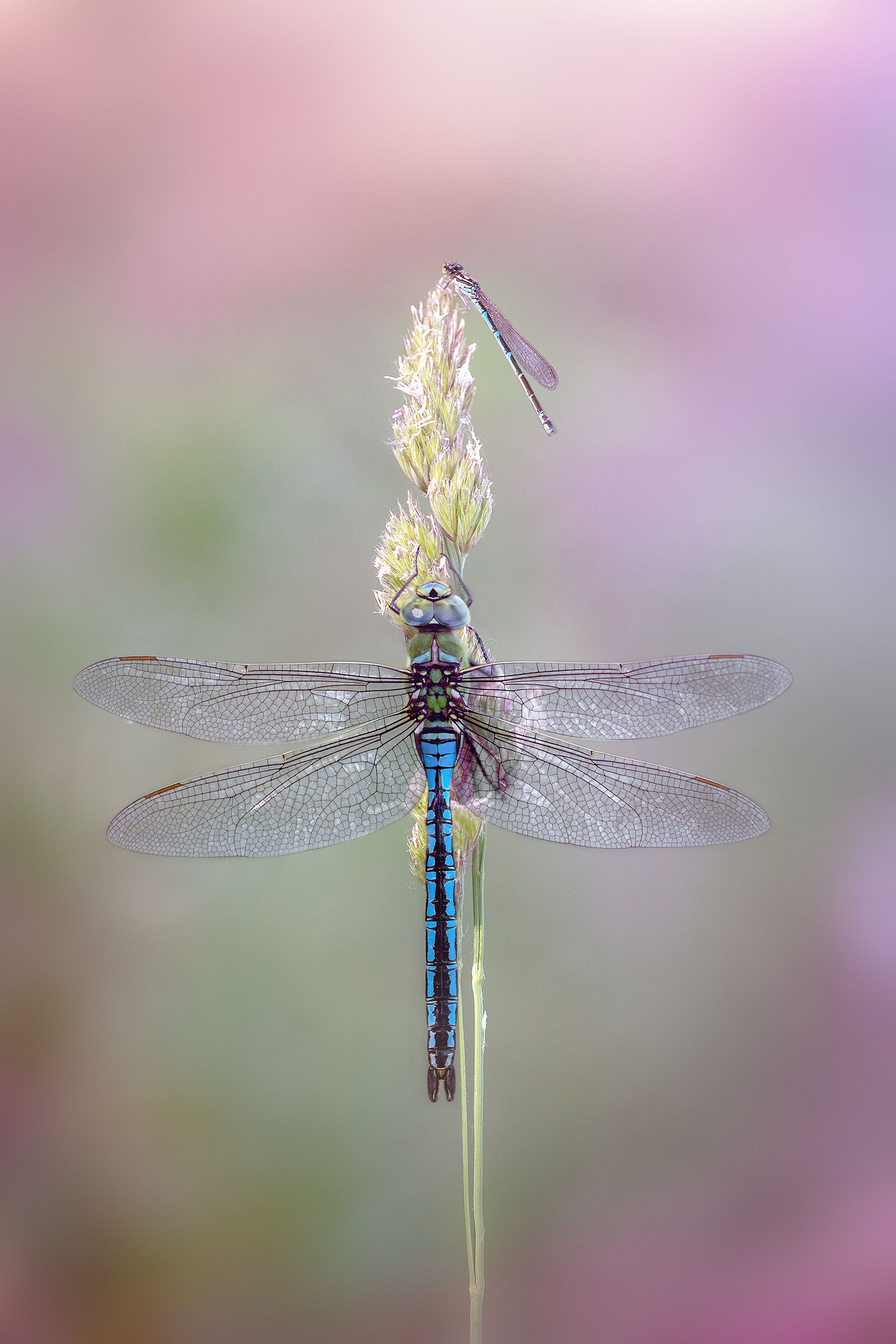 Anax imperator and Enallagma cyathigerum