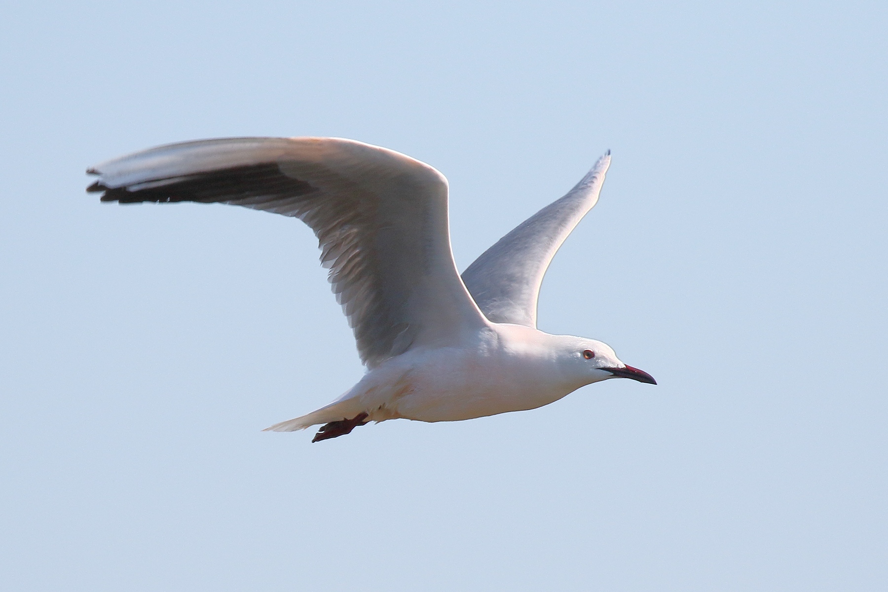 Rosy gull