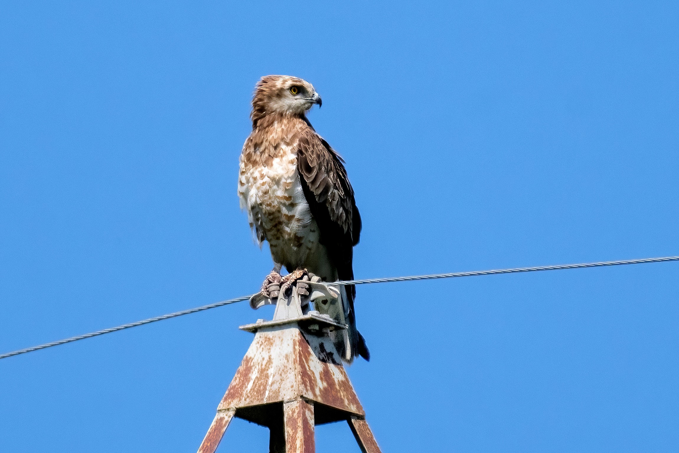 Short-toed Eagle (Circaetus gallicus)