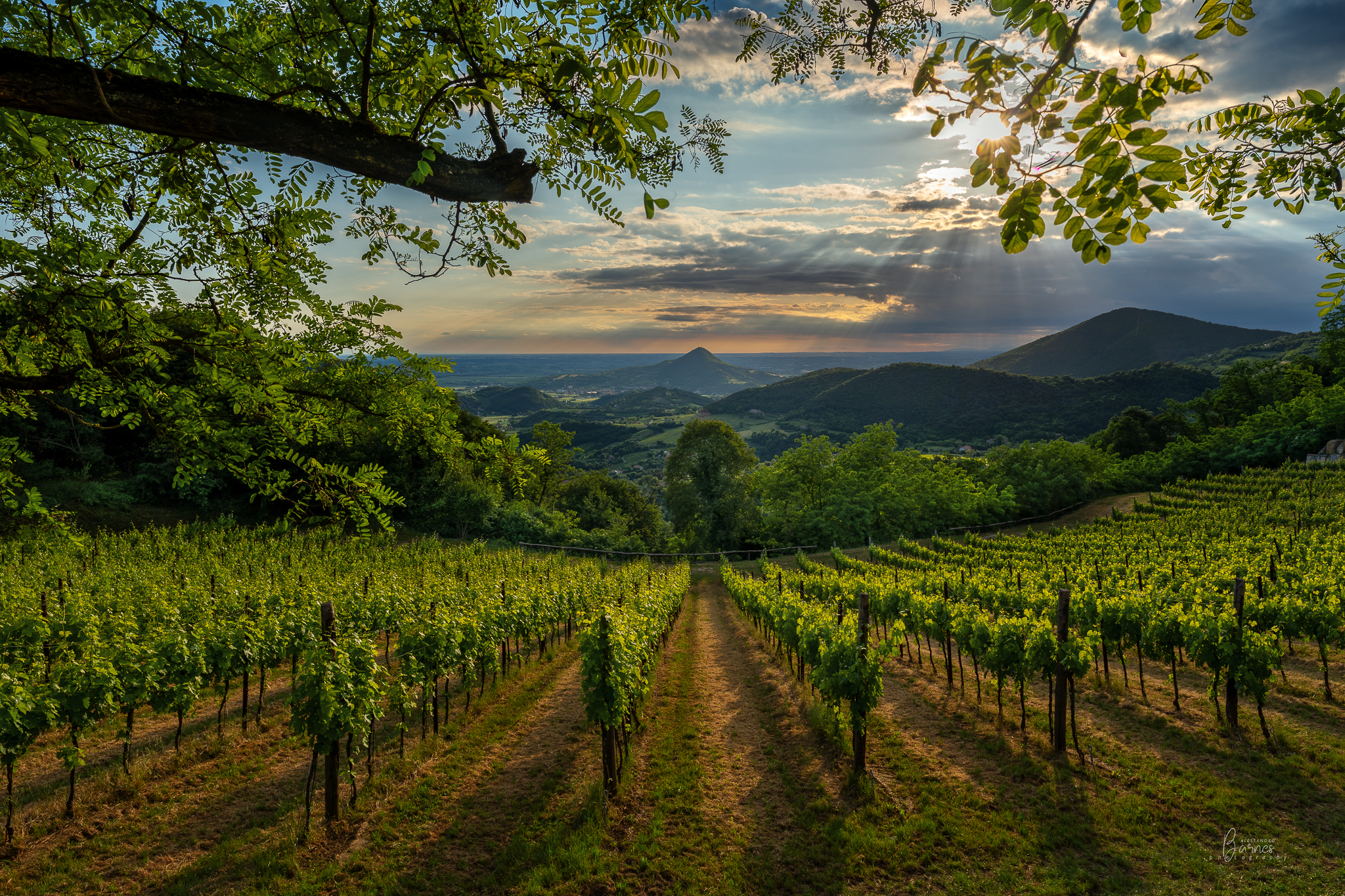 Euganean Hills -Padua-