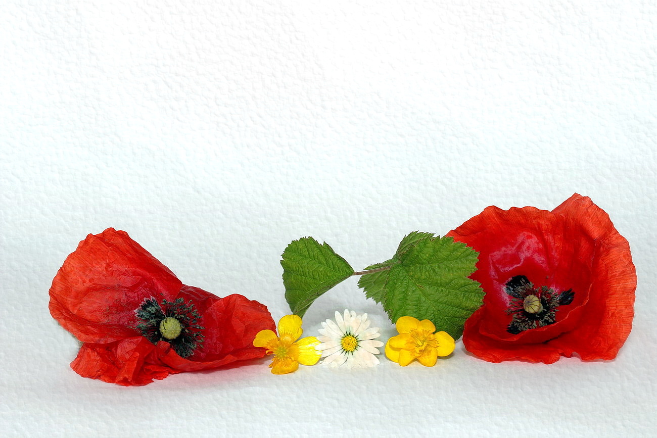 still life with a flower