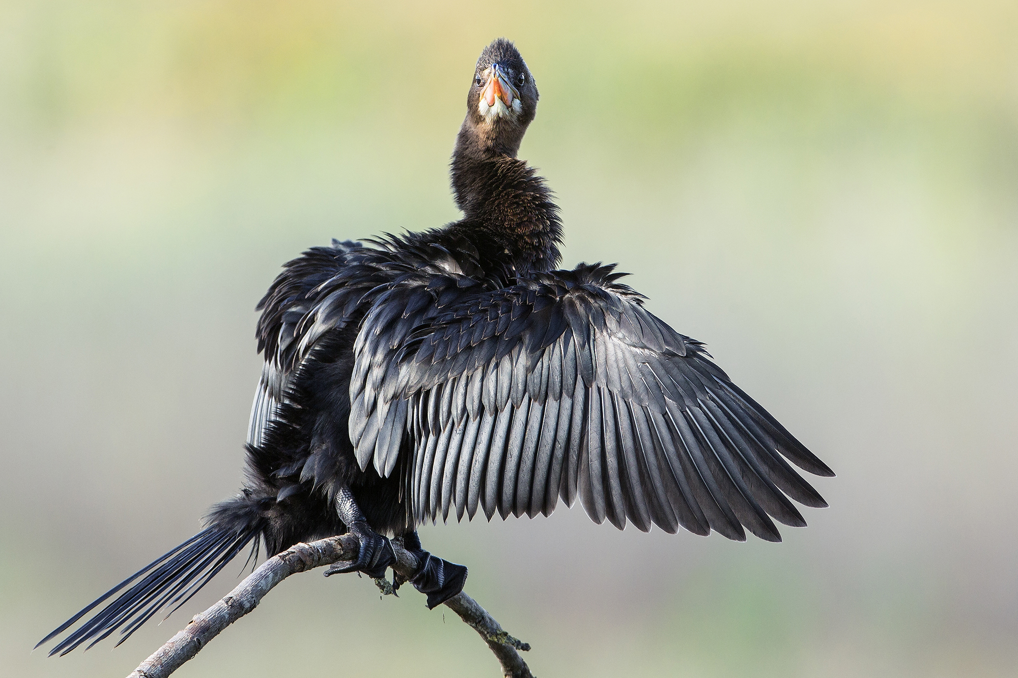 Pygmy Cormorant
