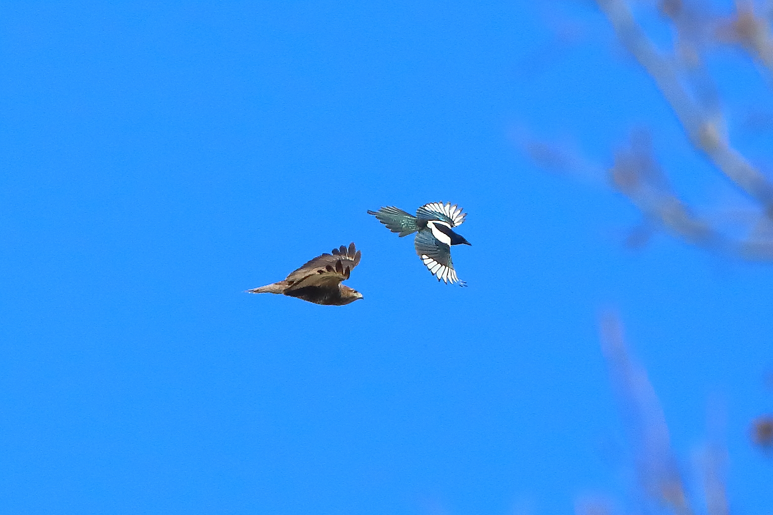 Duetto 05 marzo 2025 - 0025