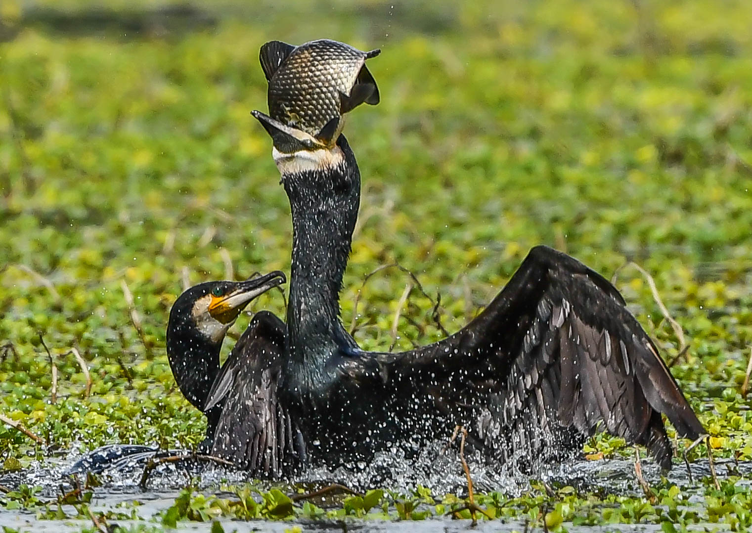 Cormorano Predatore