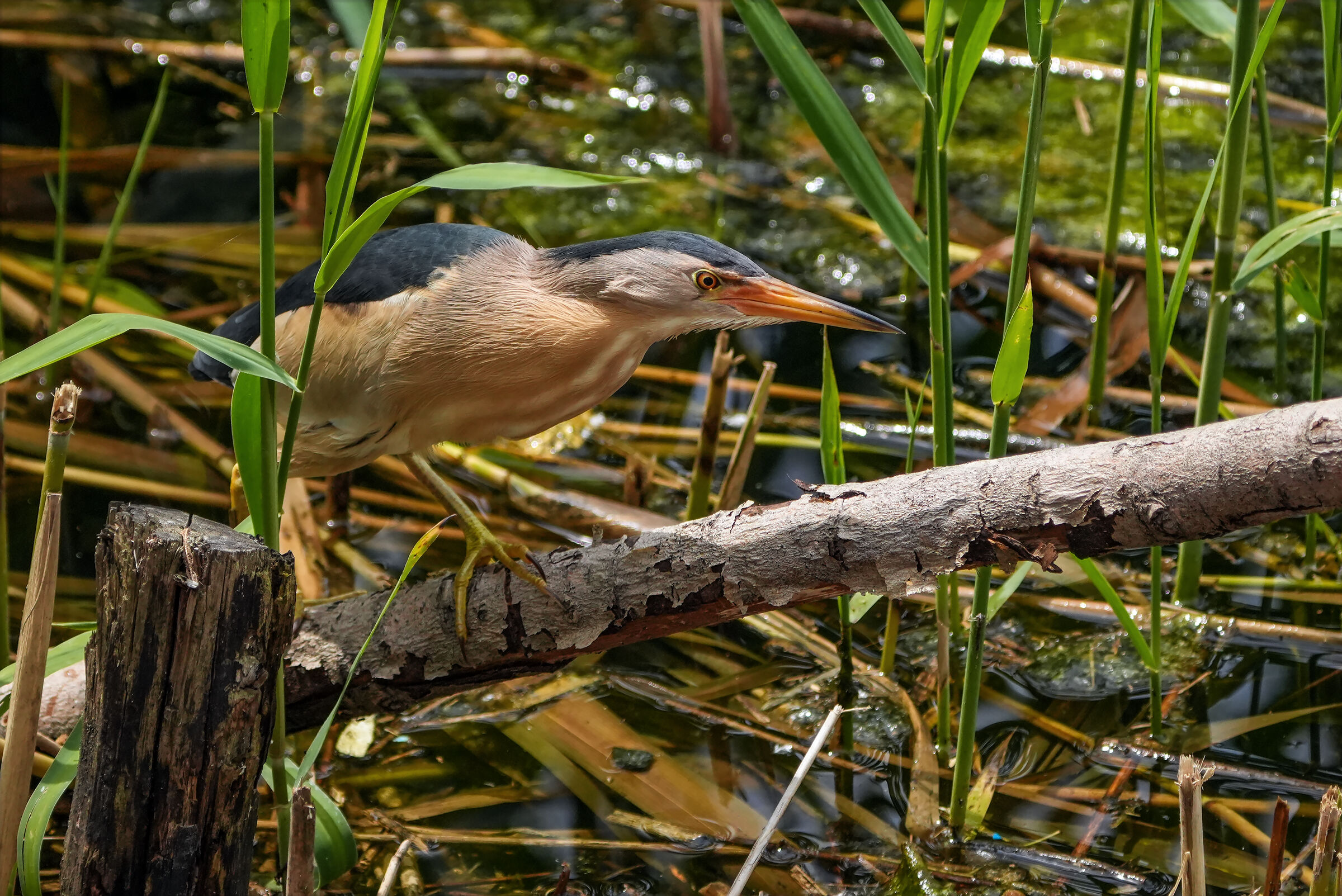 Male bittern