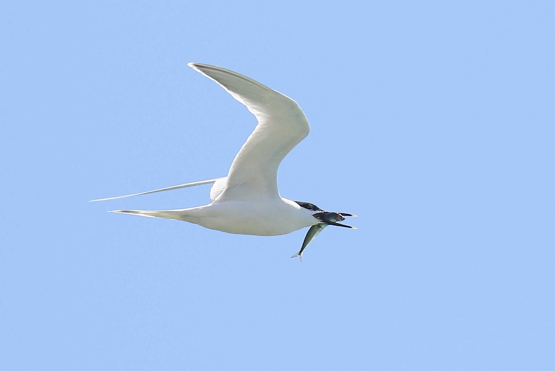 Sandwich Tern Fishing