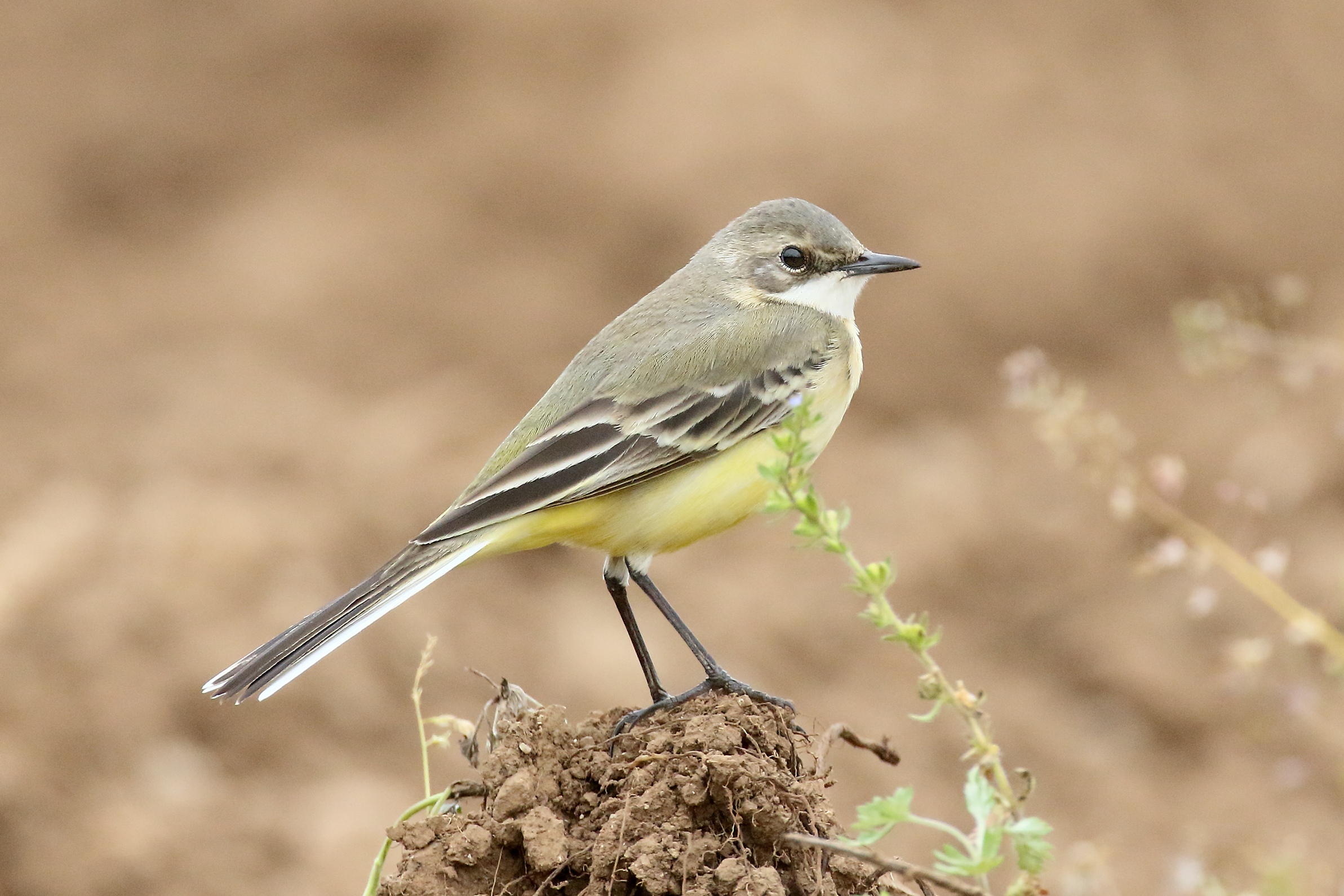 Wagtail ssp cinereocapilla
