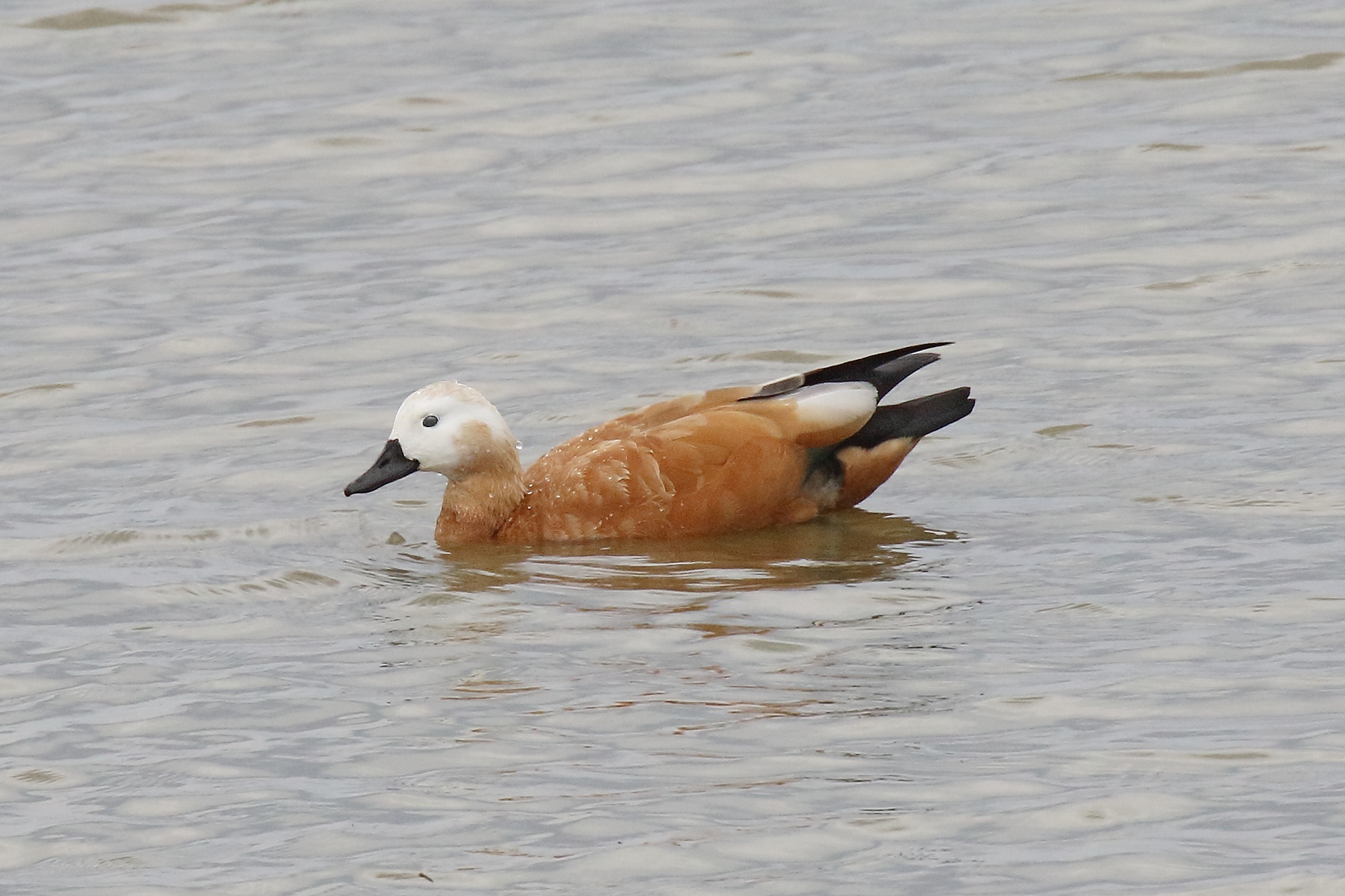 Ruddy shelduck