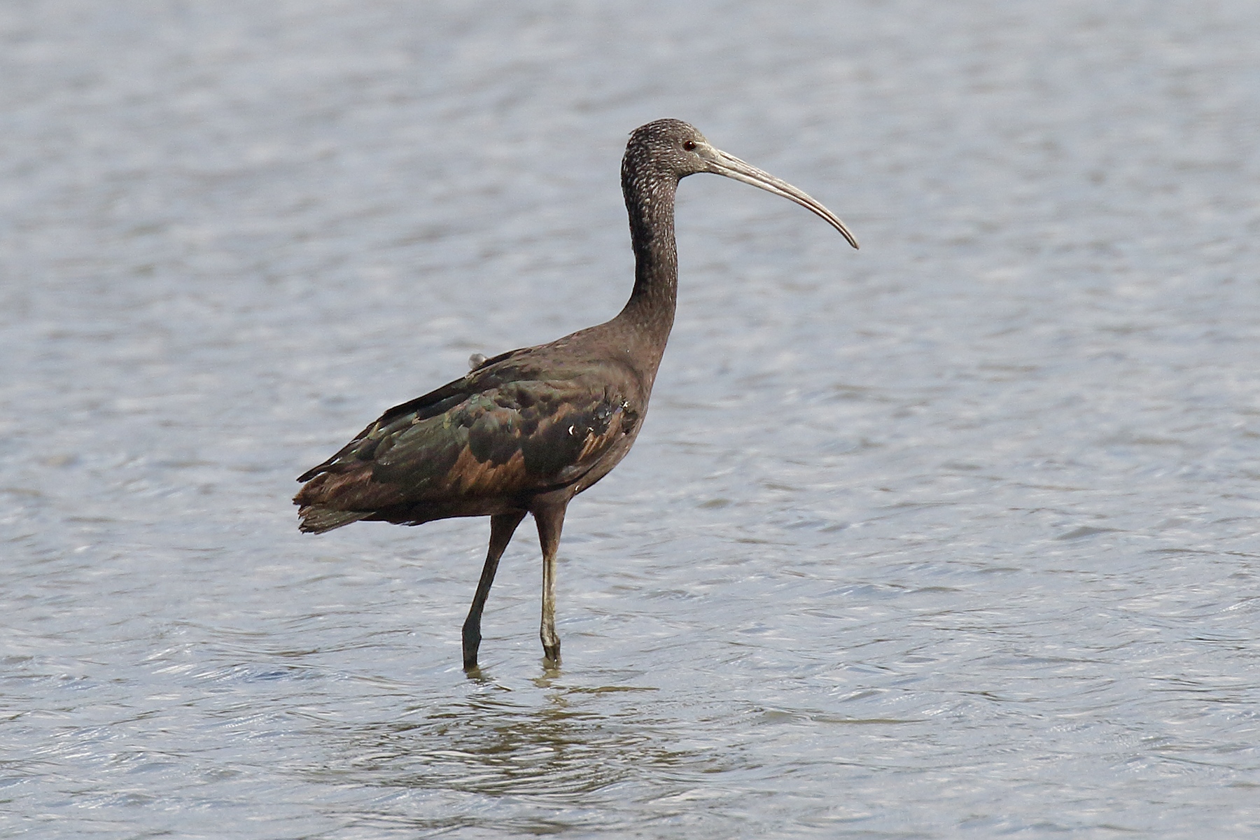Glossy ibis