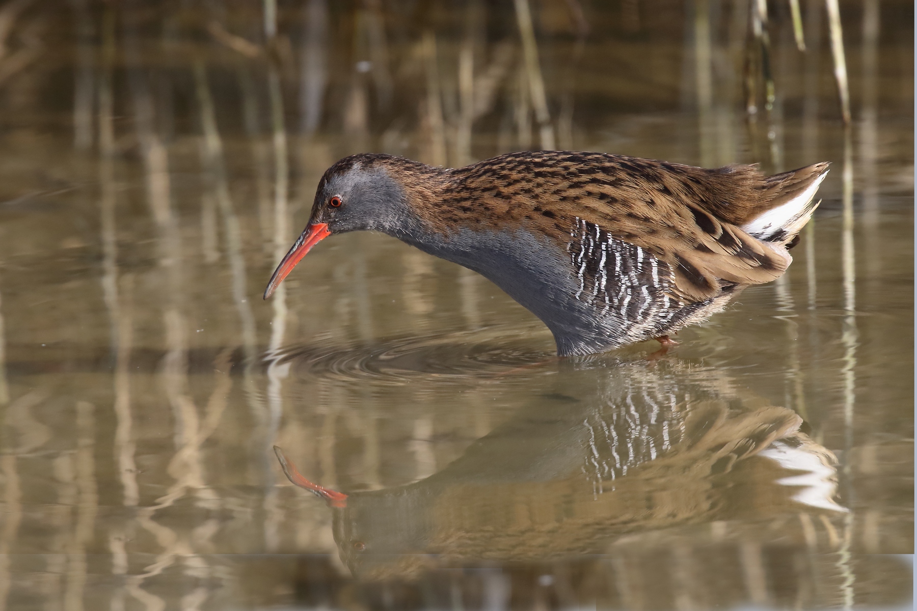 Water rail