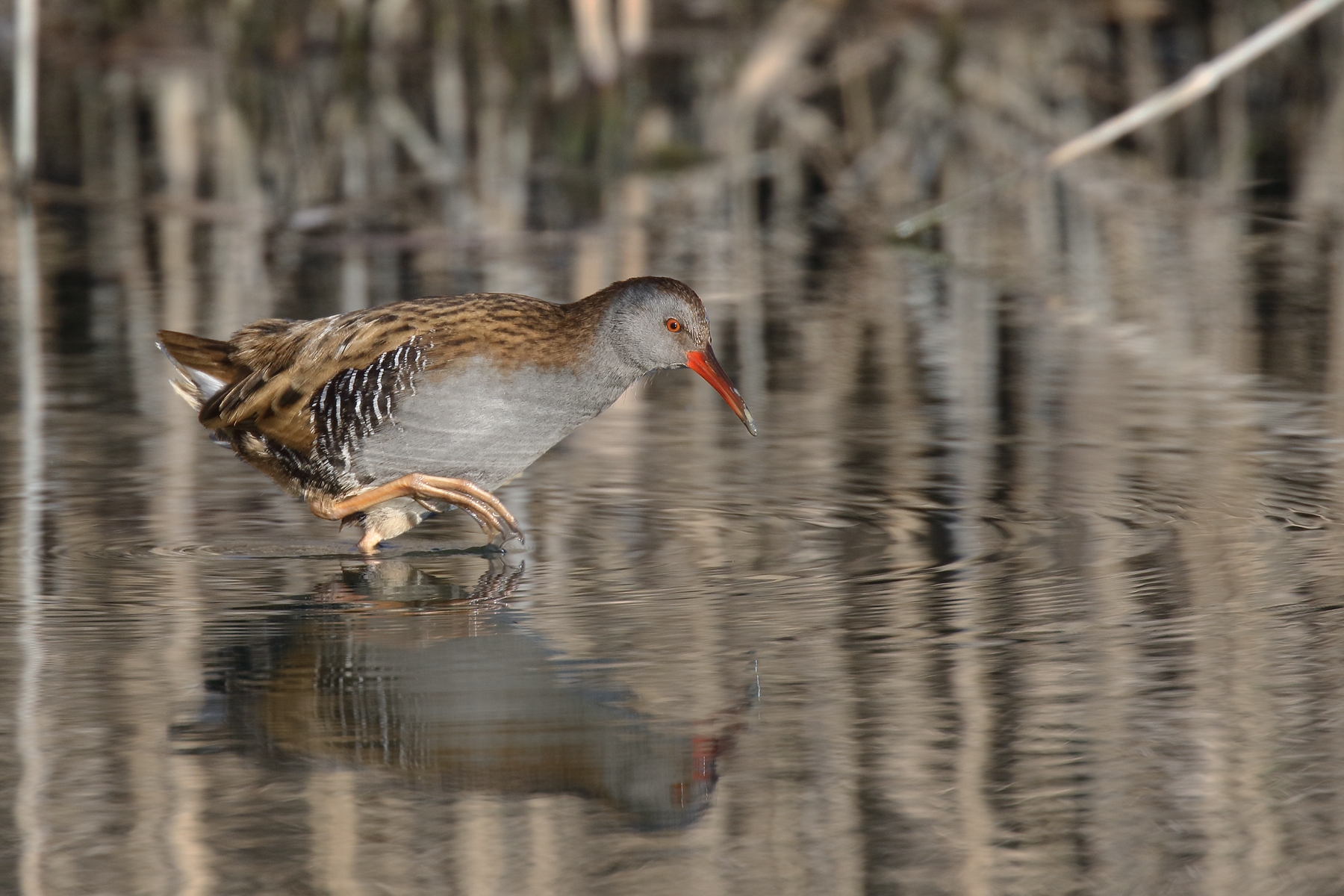 Water rail
