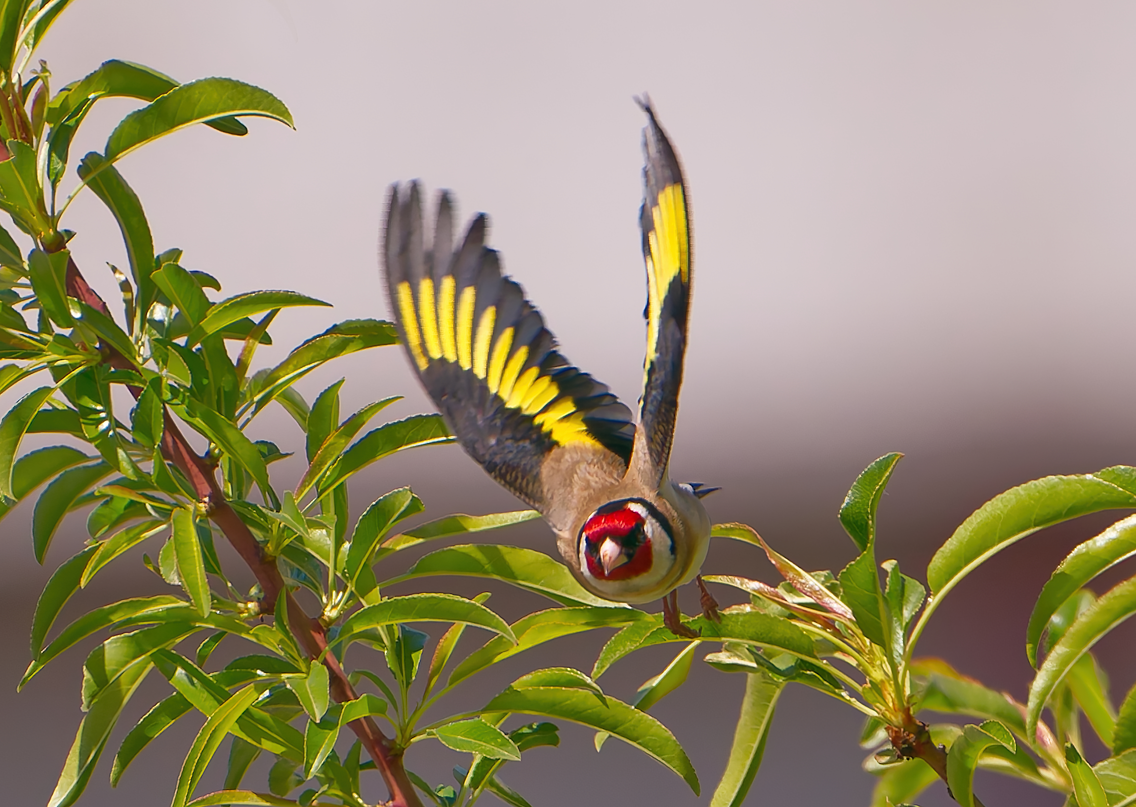The detachment of the goldfinch