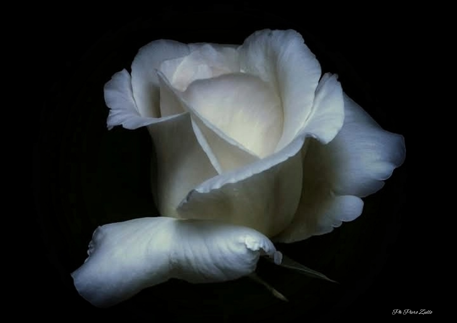 White Rose