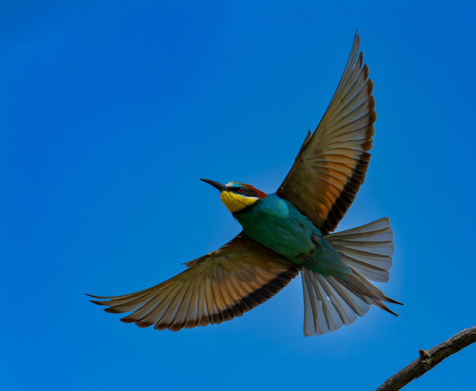 Bee-eater in flight