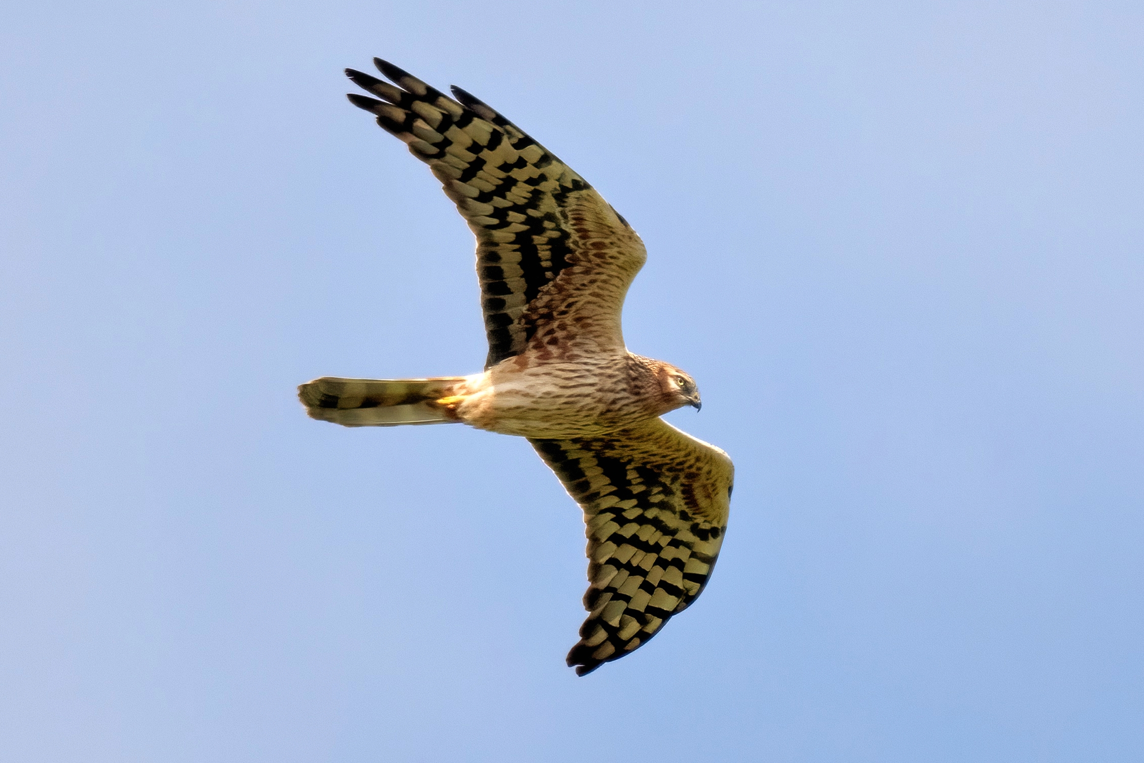 Female Montagu's Harrier (Circus pygargus)