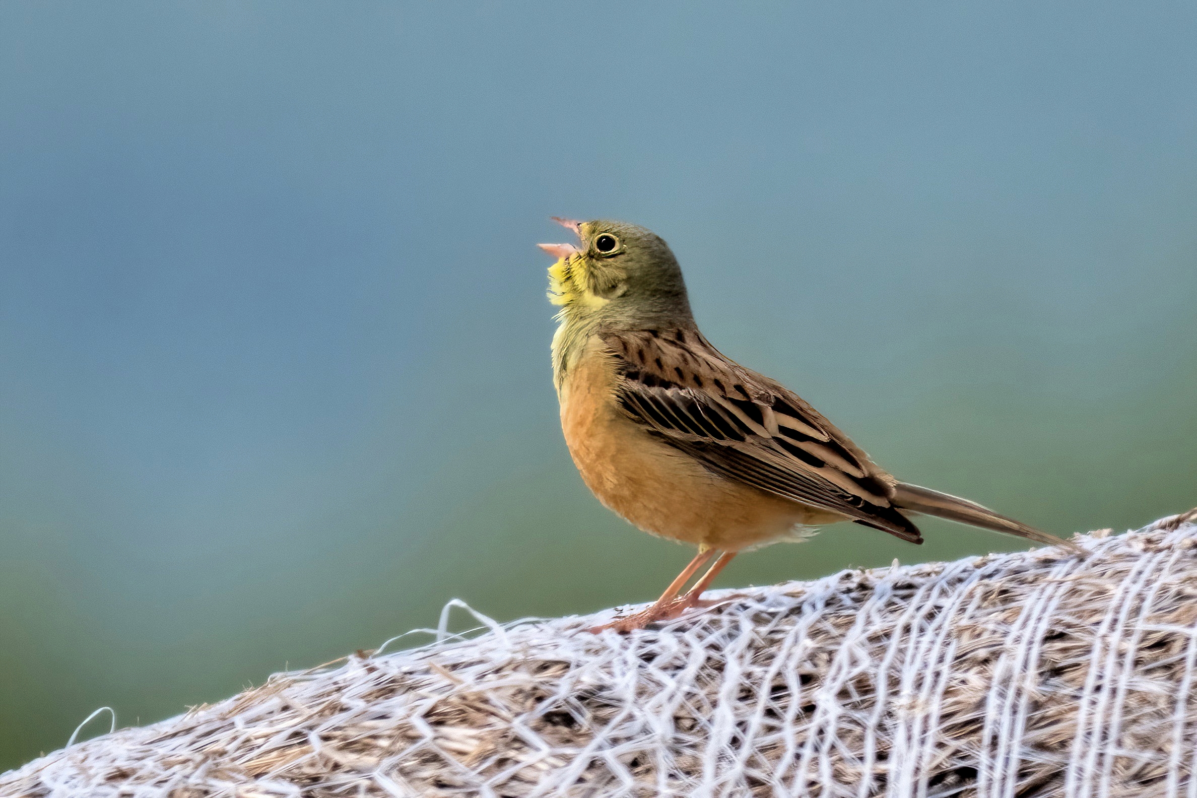 Ortolan (Emberiza hortulana)