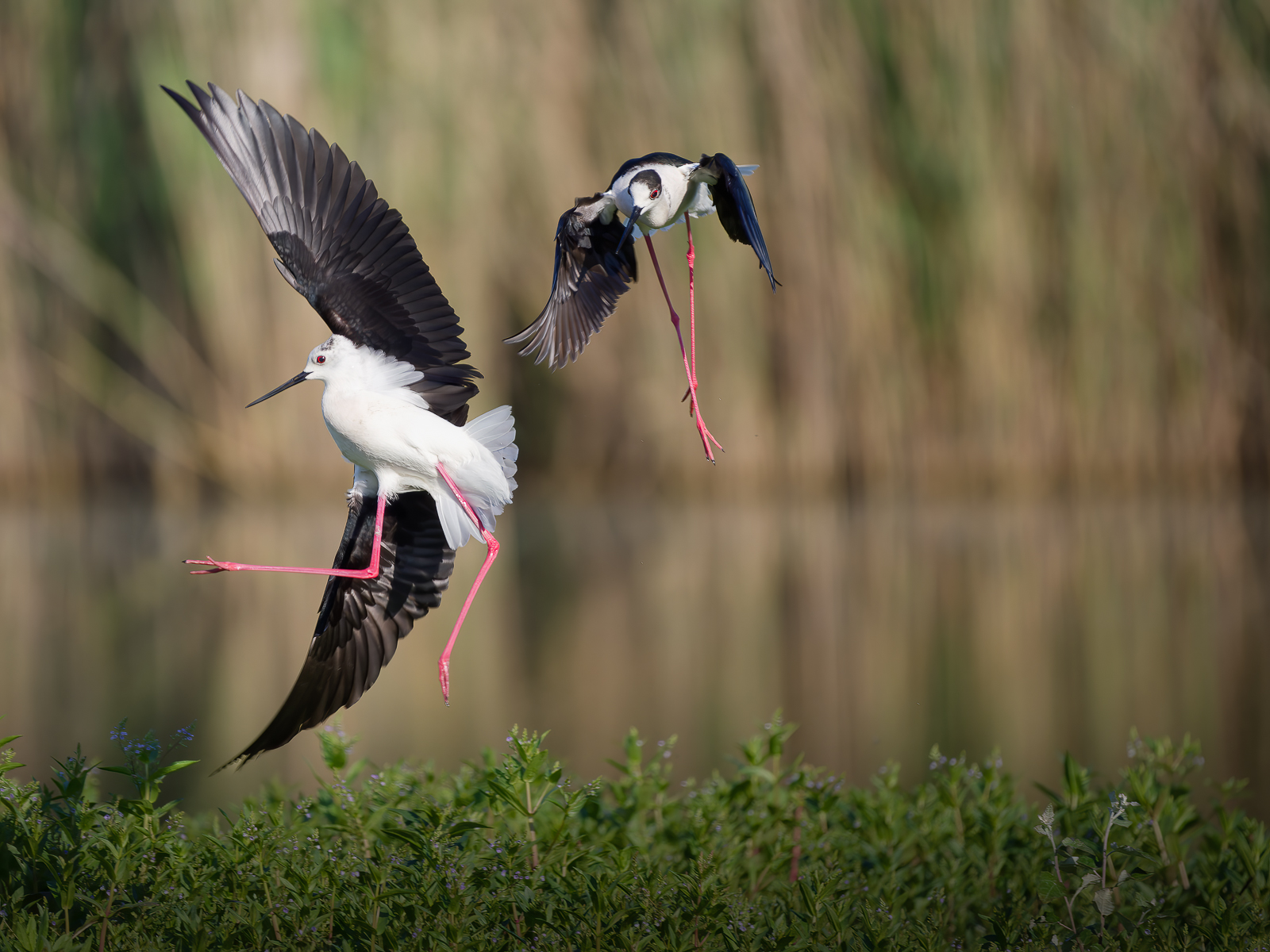 Cavalieri D'Italia litigiosi