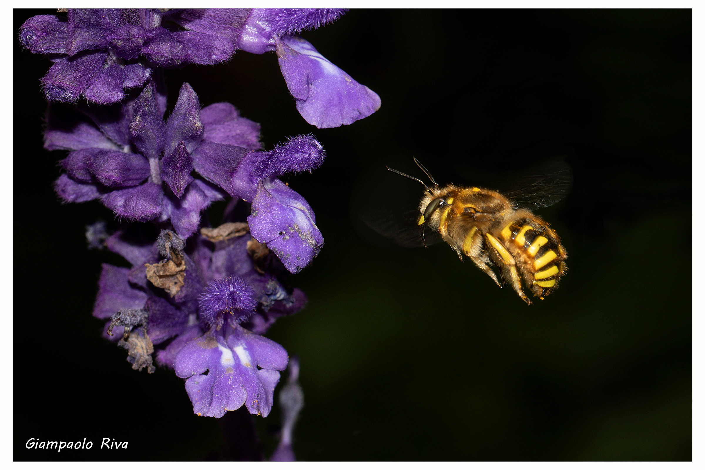 Anthidium manicatum in volo