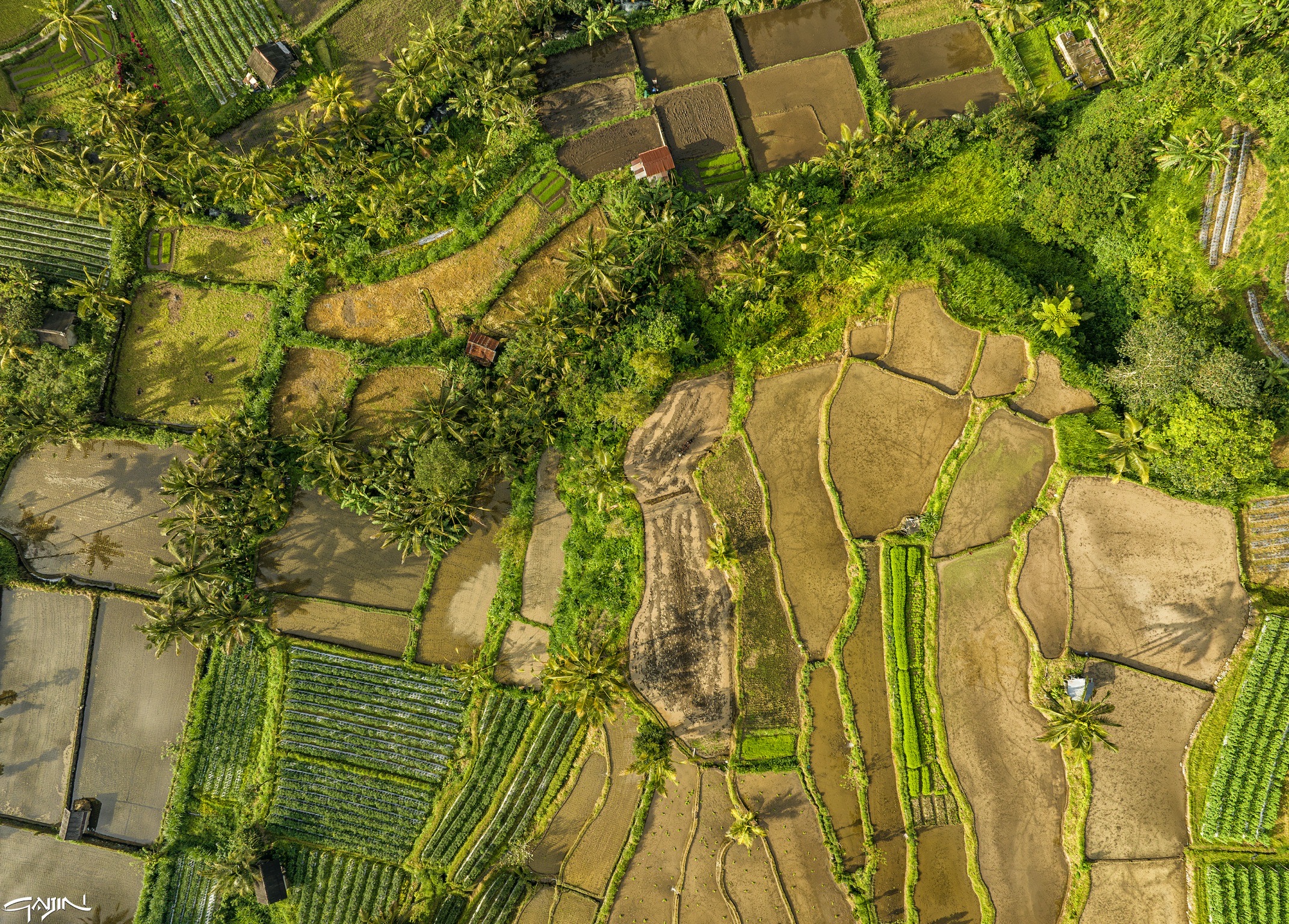 Rice terrace