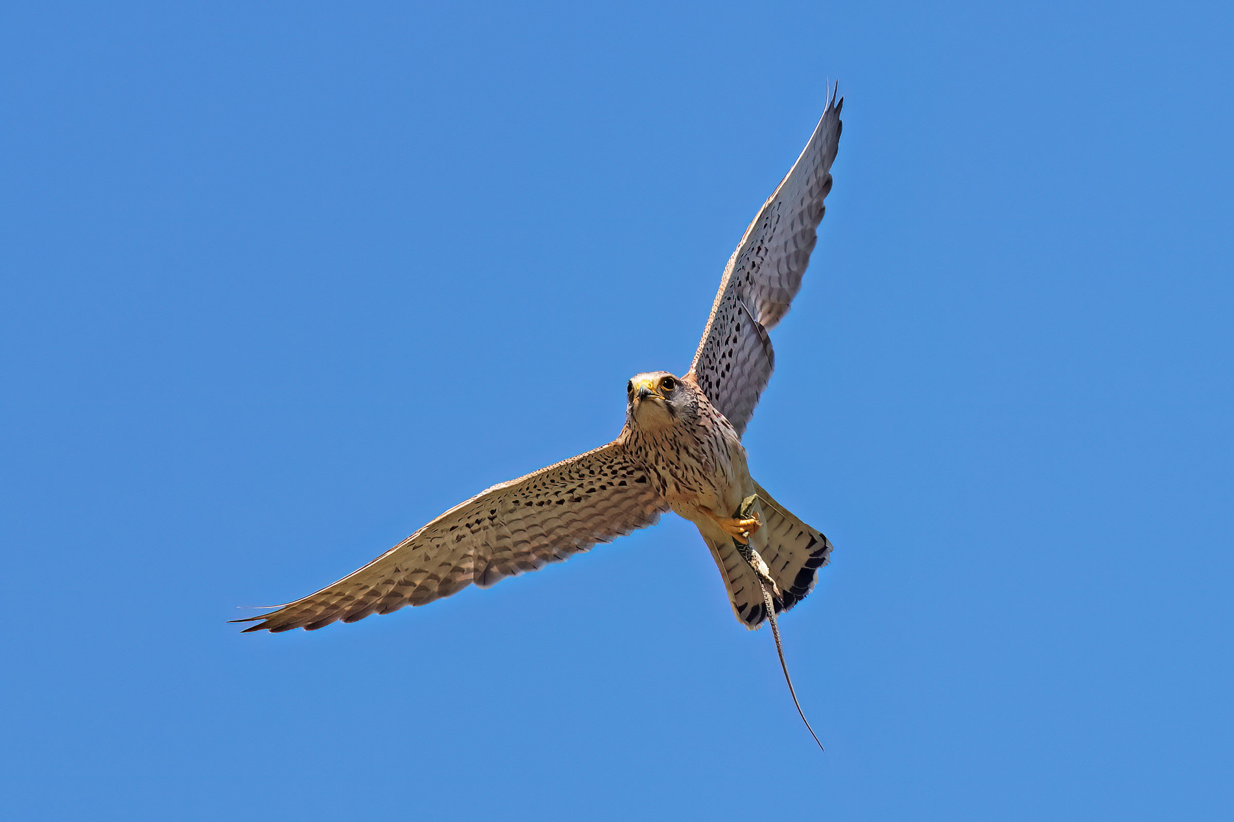 The Kestrel and the Lizard 1