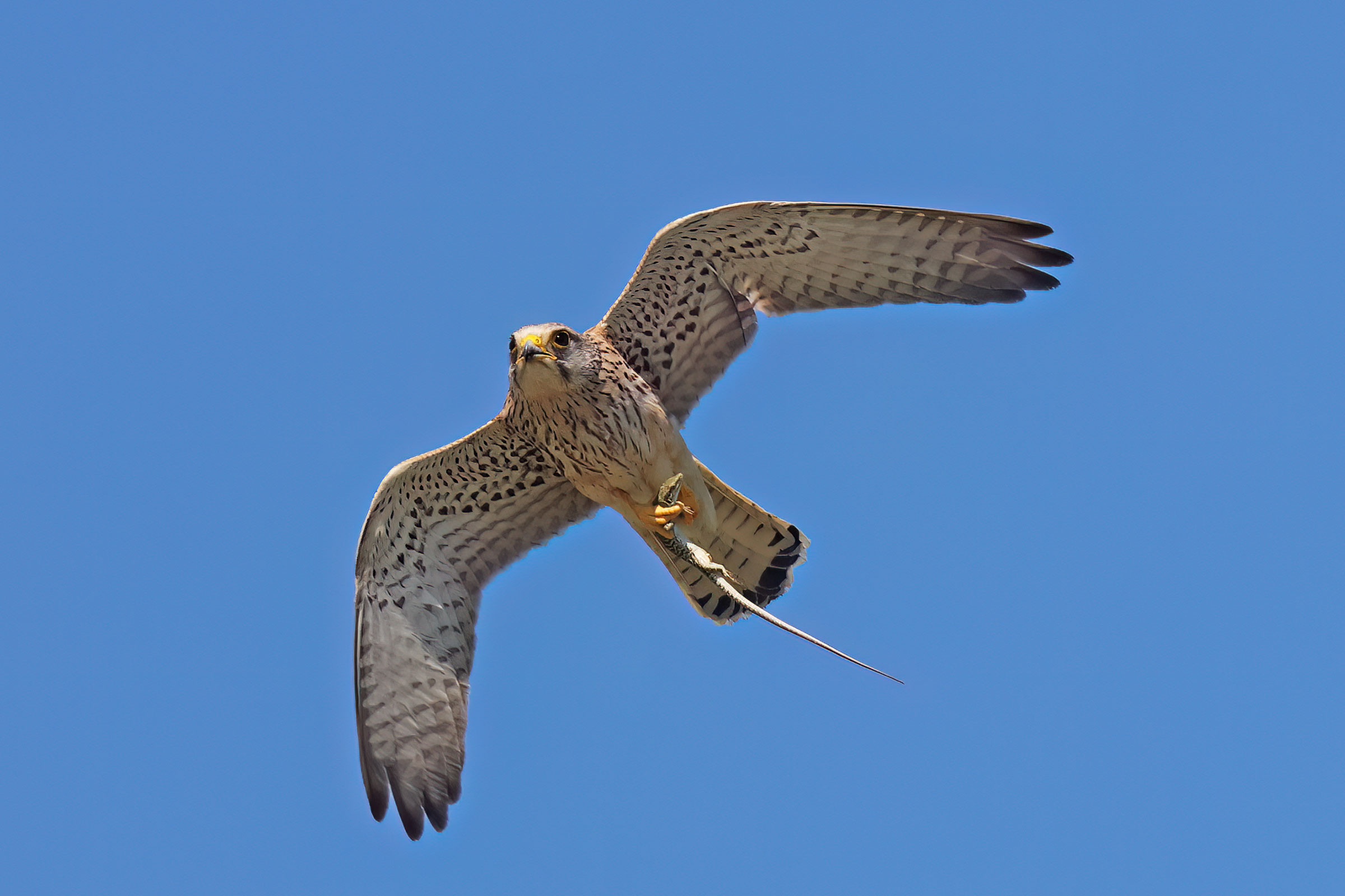 The Kestrel and the Lizard 2