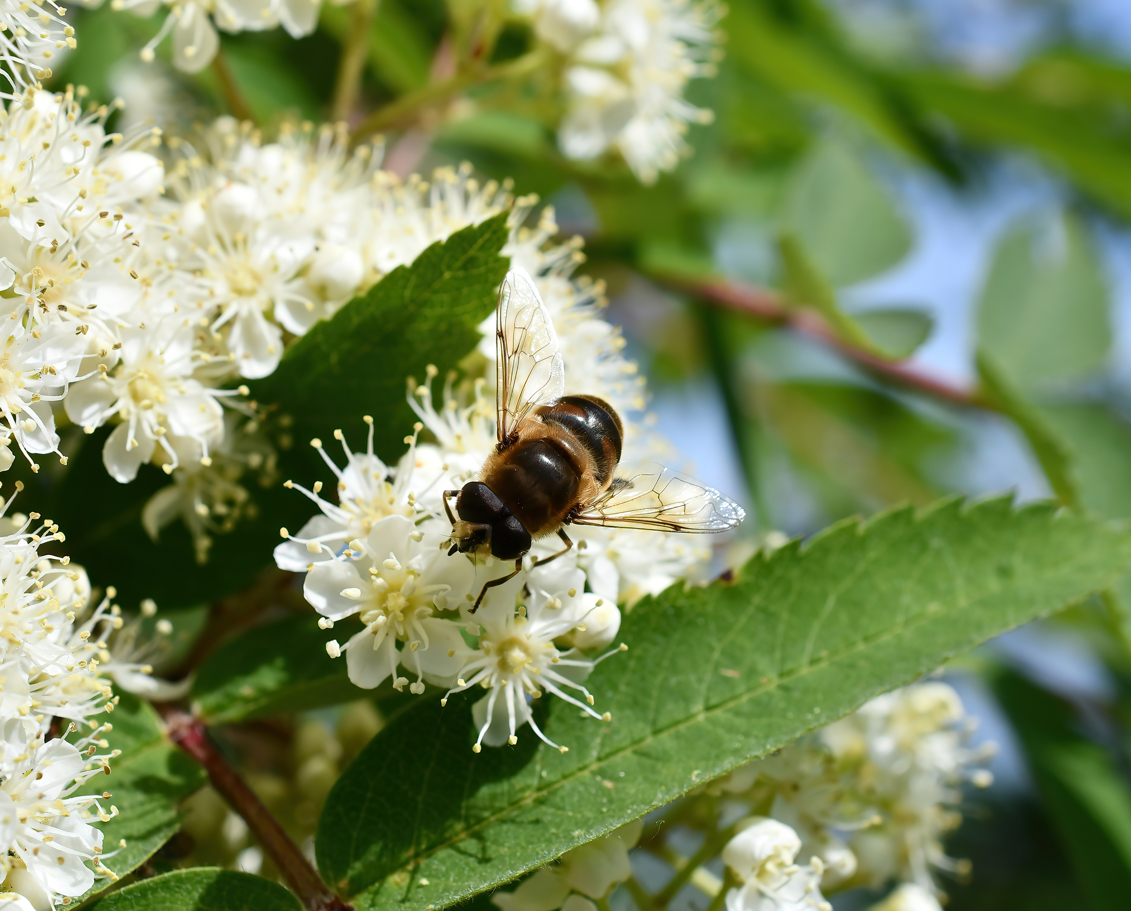 A bloom with all the trimmings