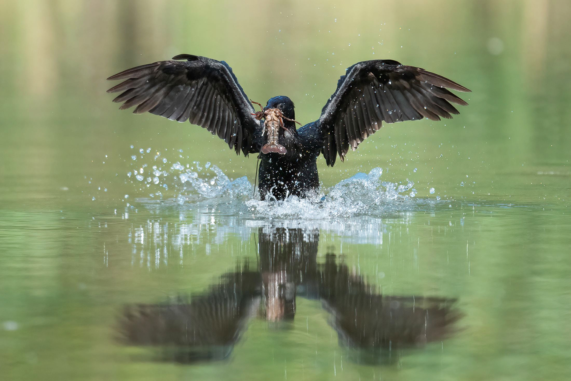 Cormorant with prawns