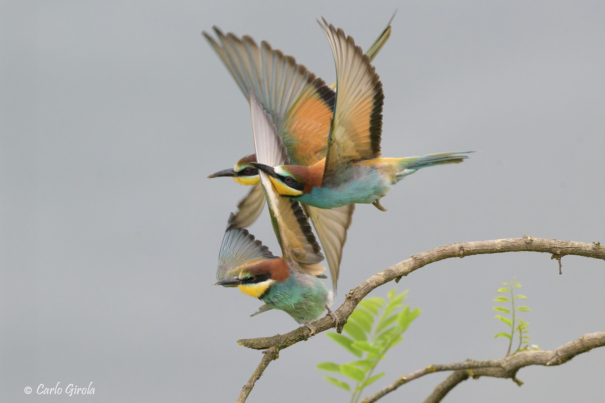 Gruccione (Merops apiaster)