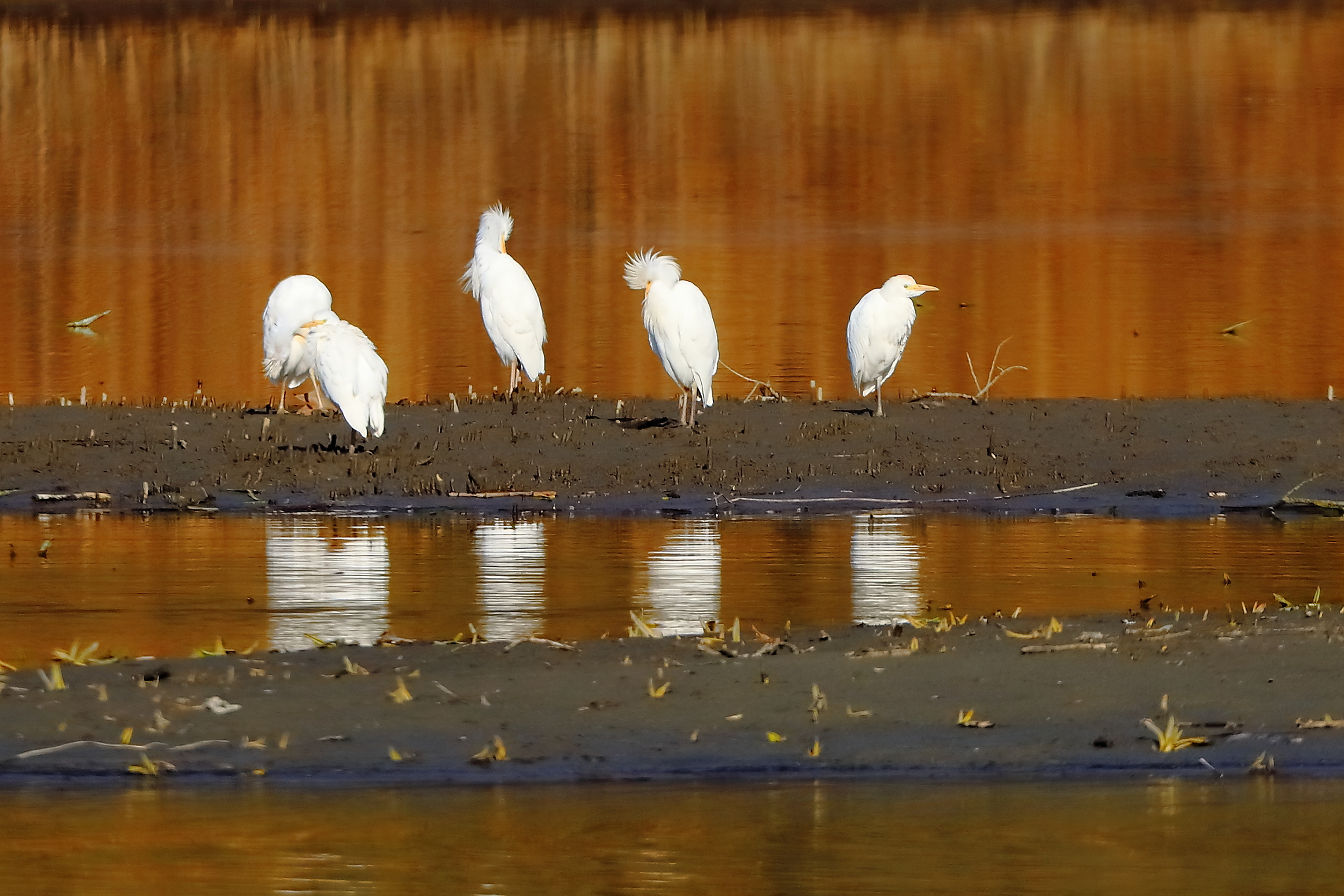 Guardabuoi 05 marzo 2025 - 0061