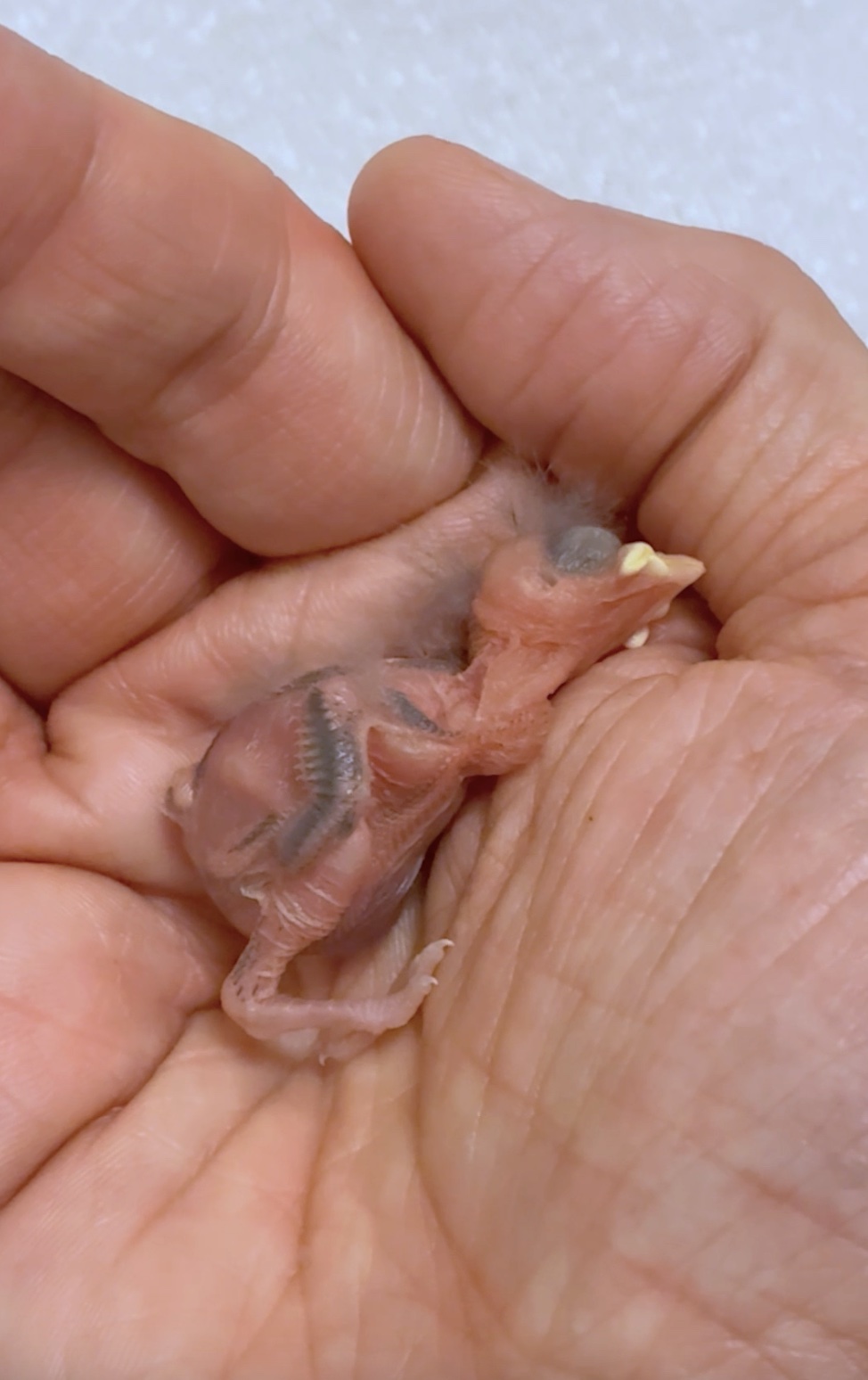 Baby on my hand