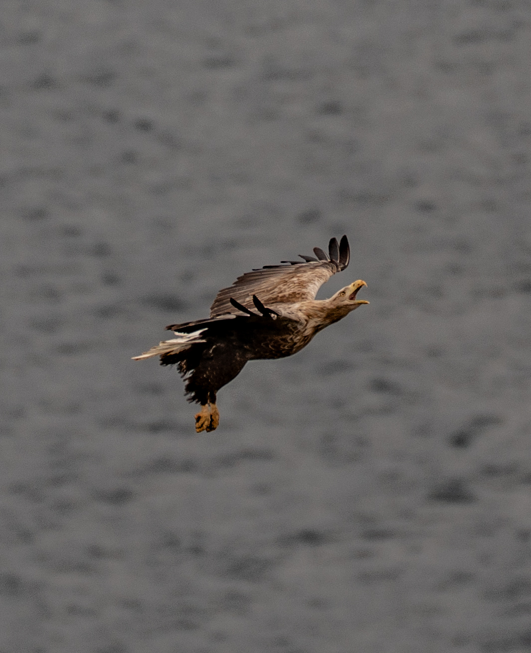 White tale eagle