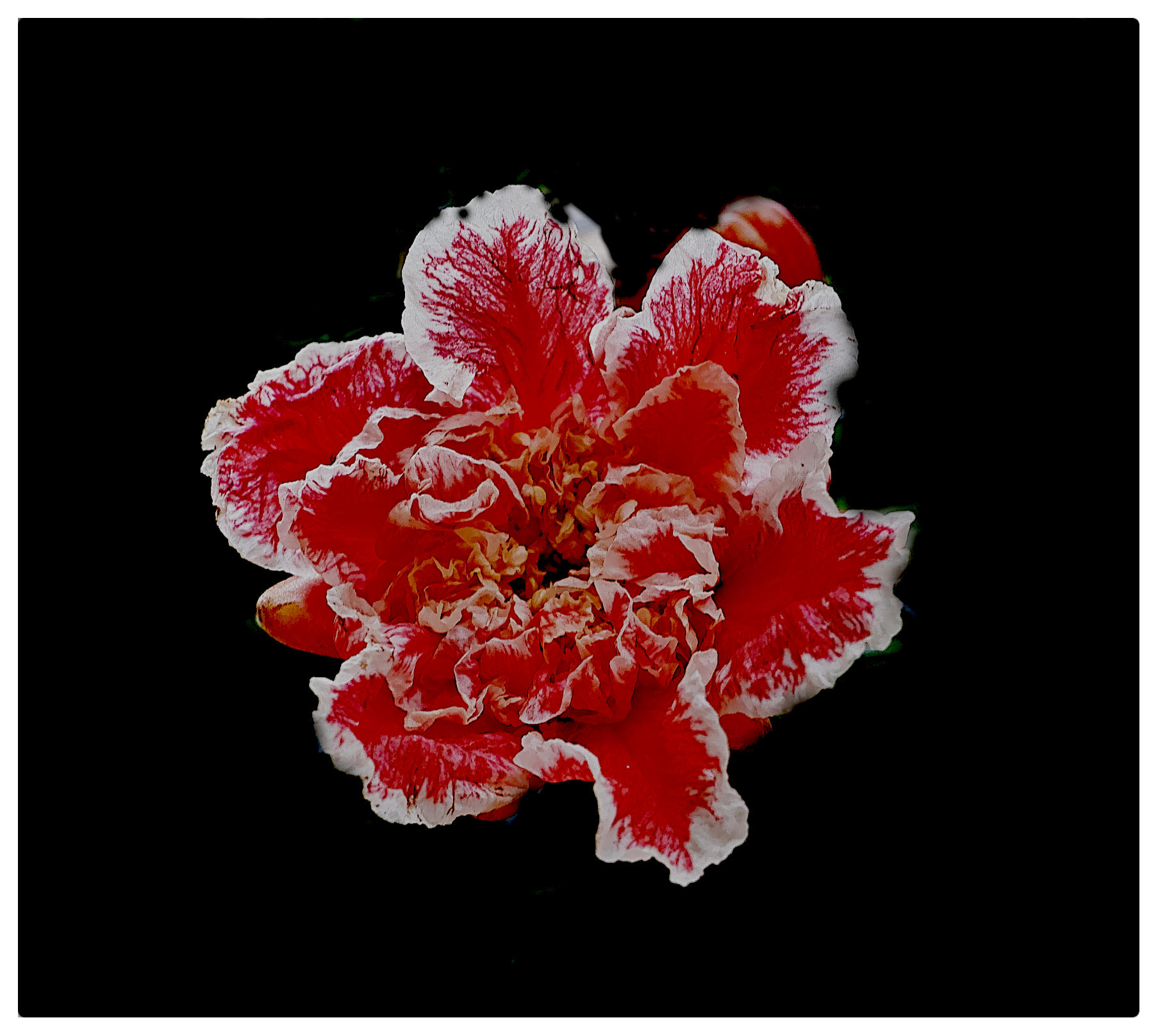 Pomegranate flower (Punica granatum Nana Gracilissima)