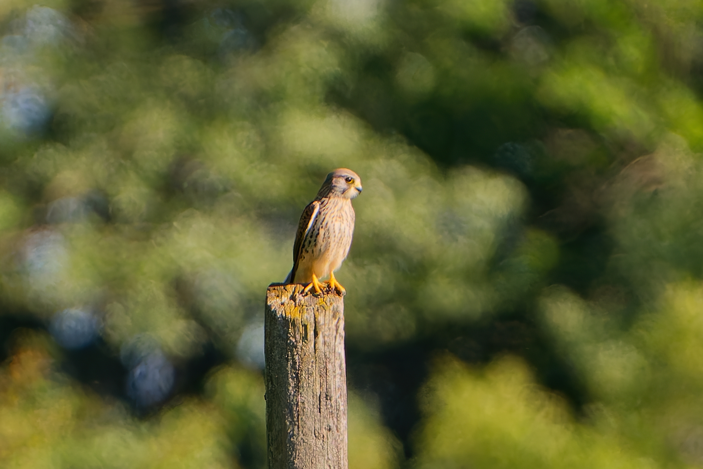 Kestrel