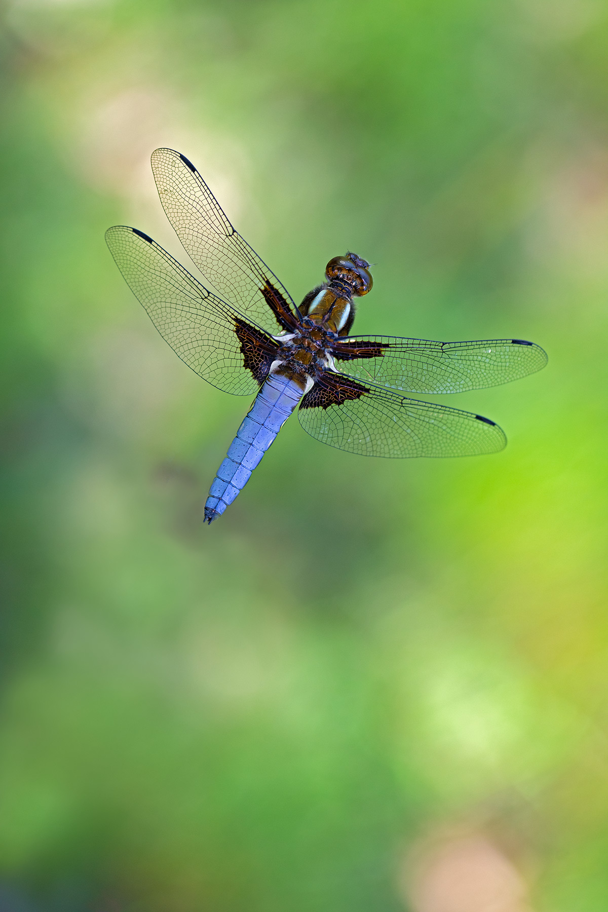 Fly