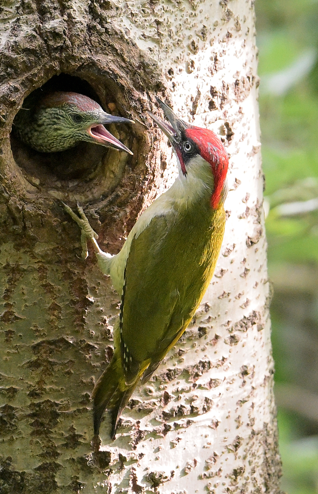 GREEN WOODPECKER WITH PULLET