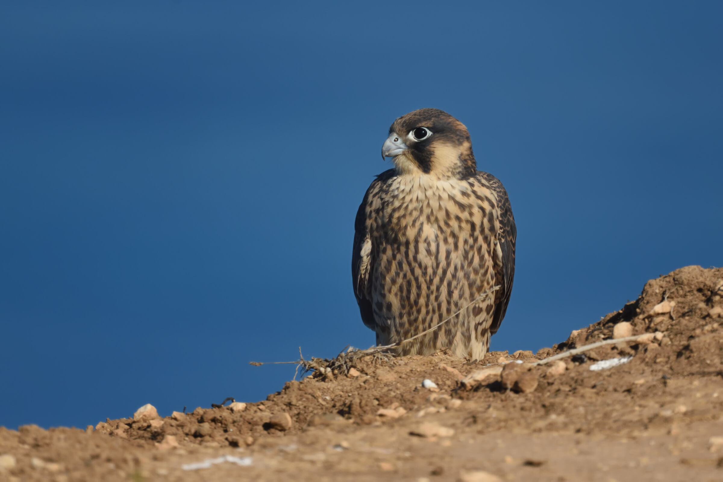 Peregrine