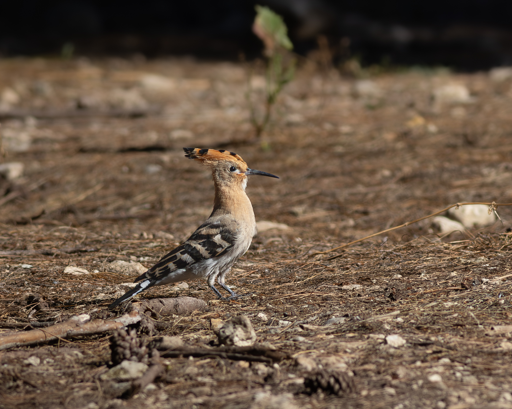 Hoopoe