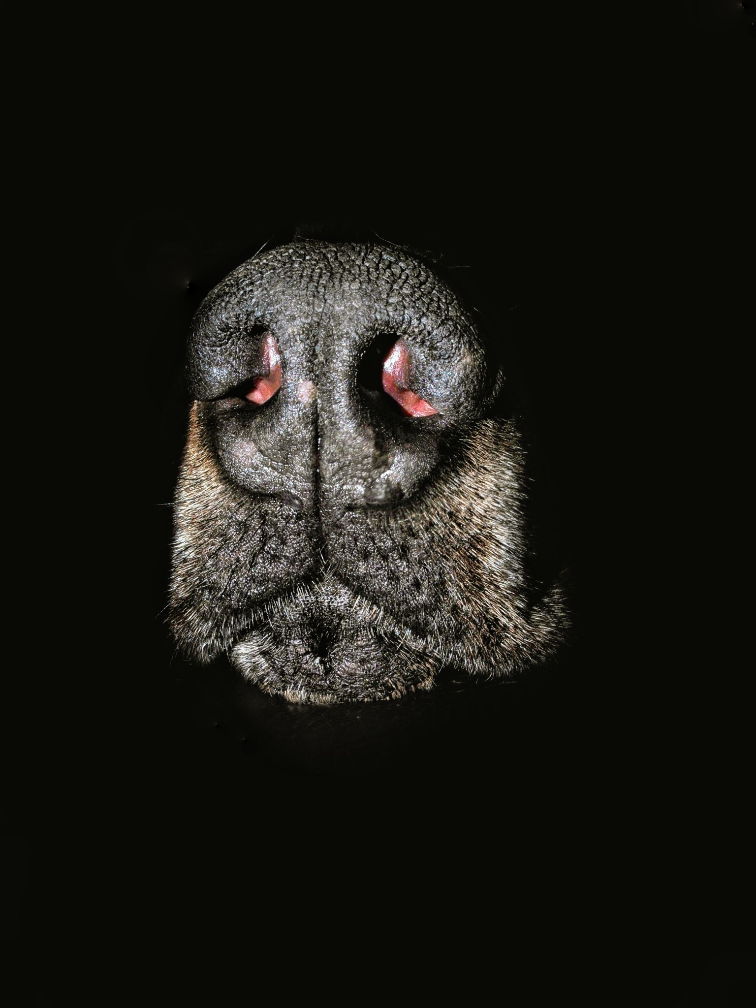 Dobermann Rhinarium