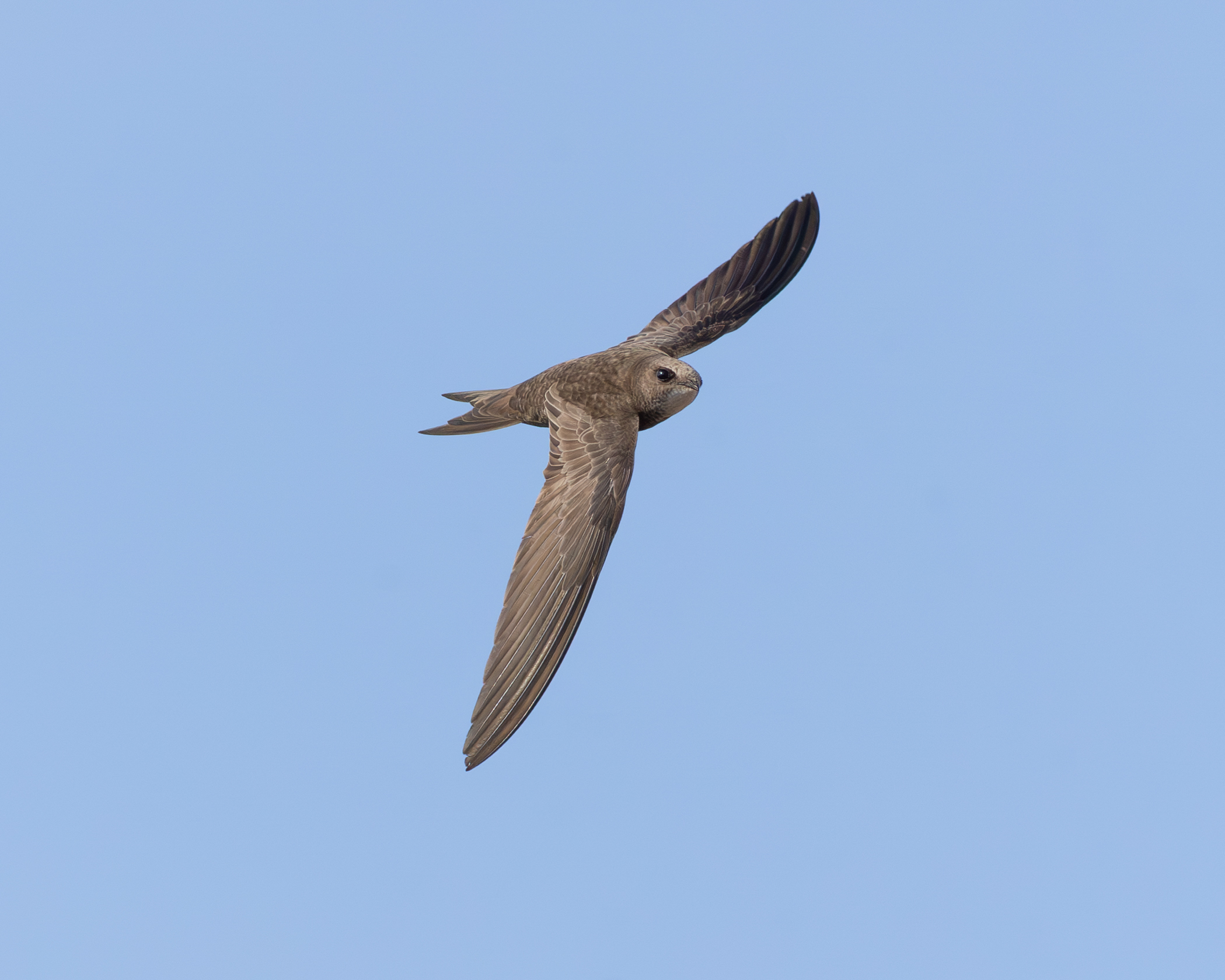 Pale swift