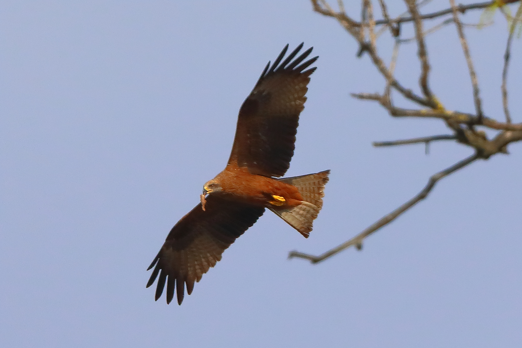 Nibbio bruno 29 marzo 2025 - 0117