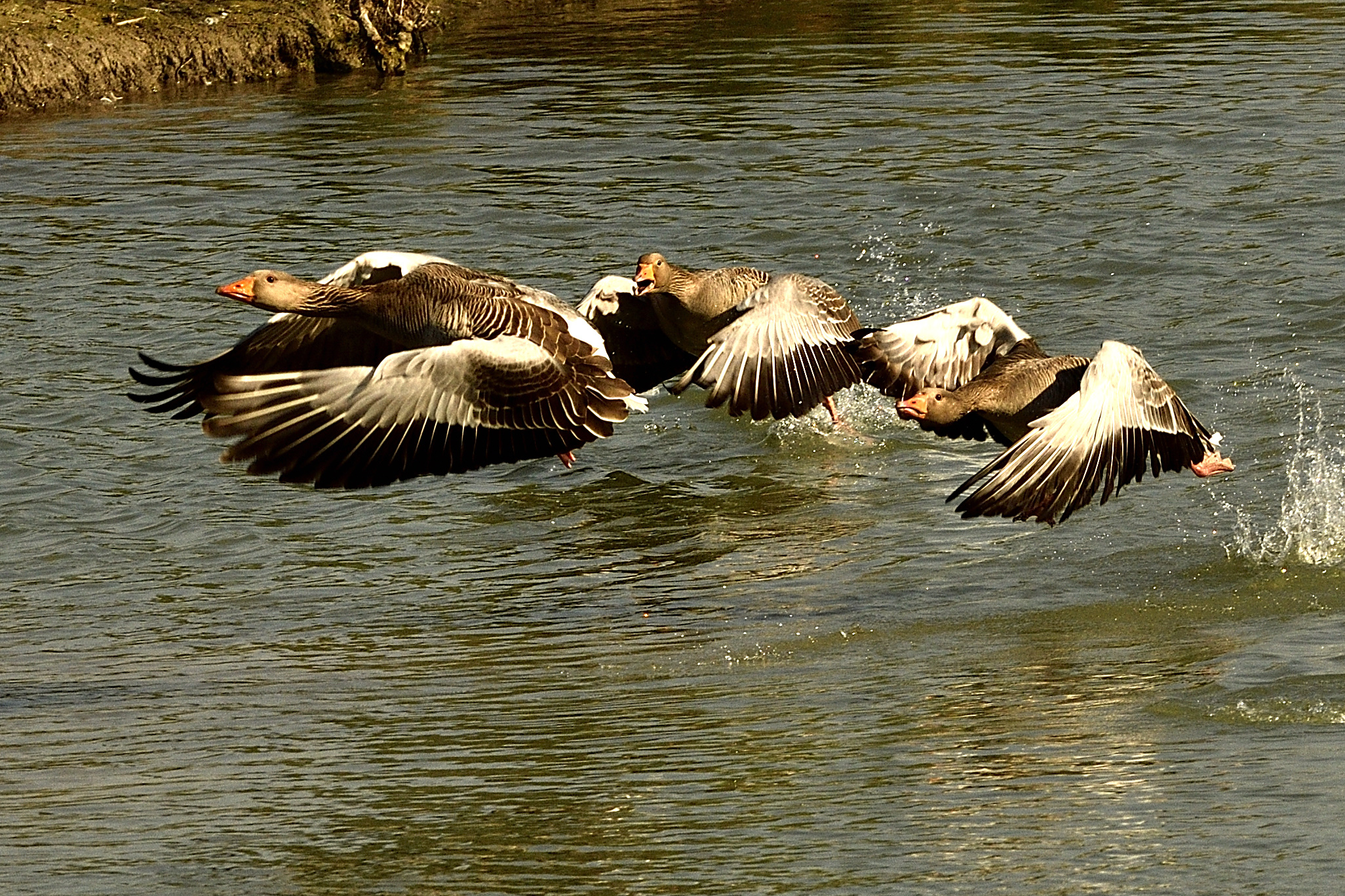 Wild geese