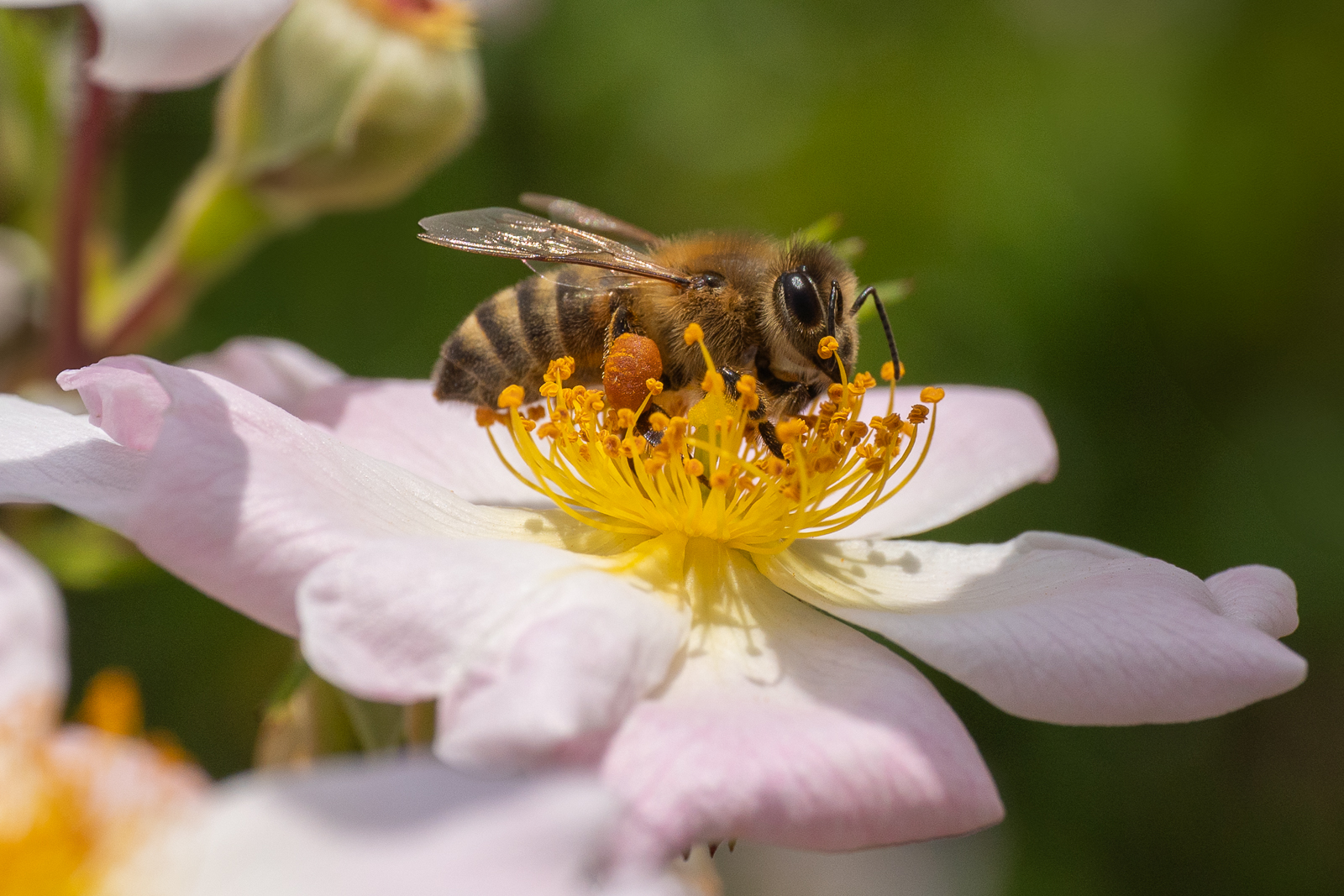 1/3 freehand bee attempt