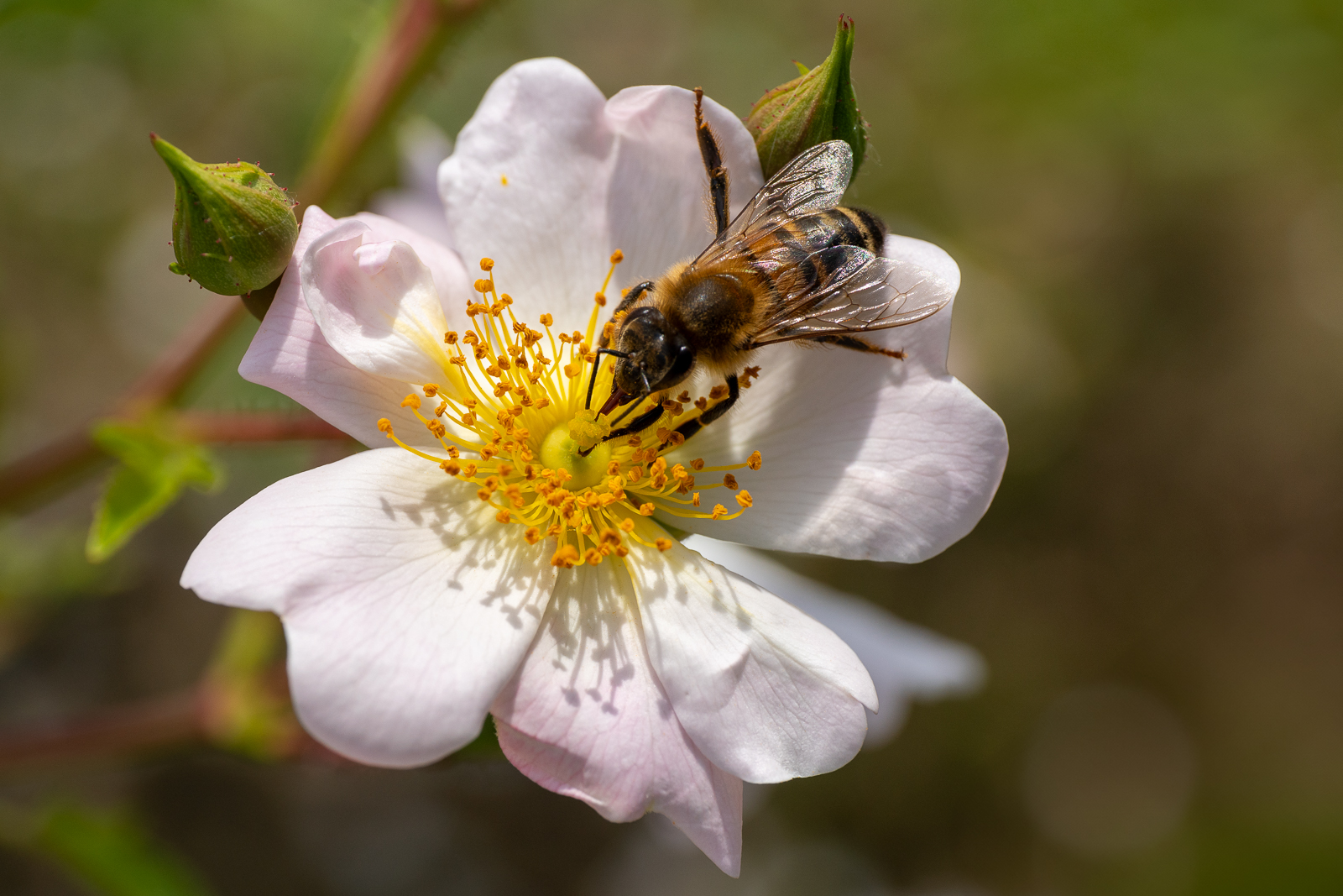 Attempt to bee freehand 2/3